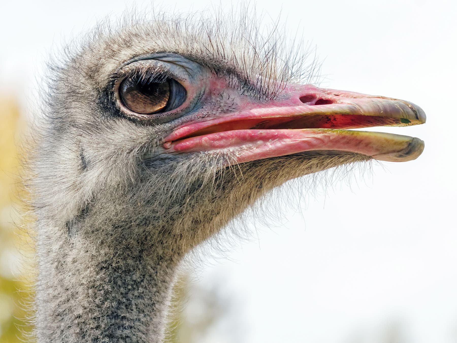 Portrait of a Common Ostrich