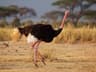 Common Ostrich
