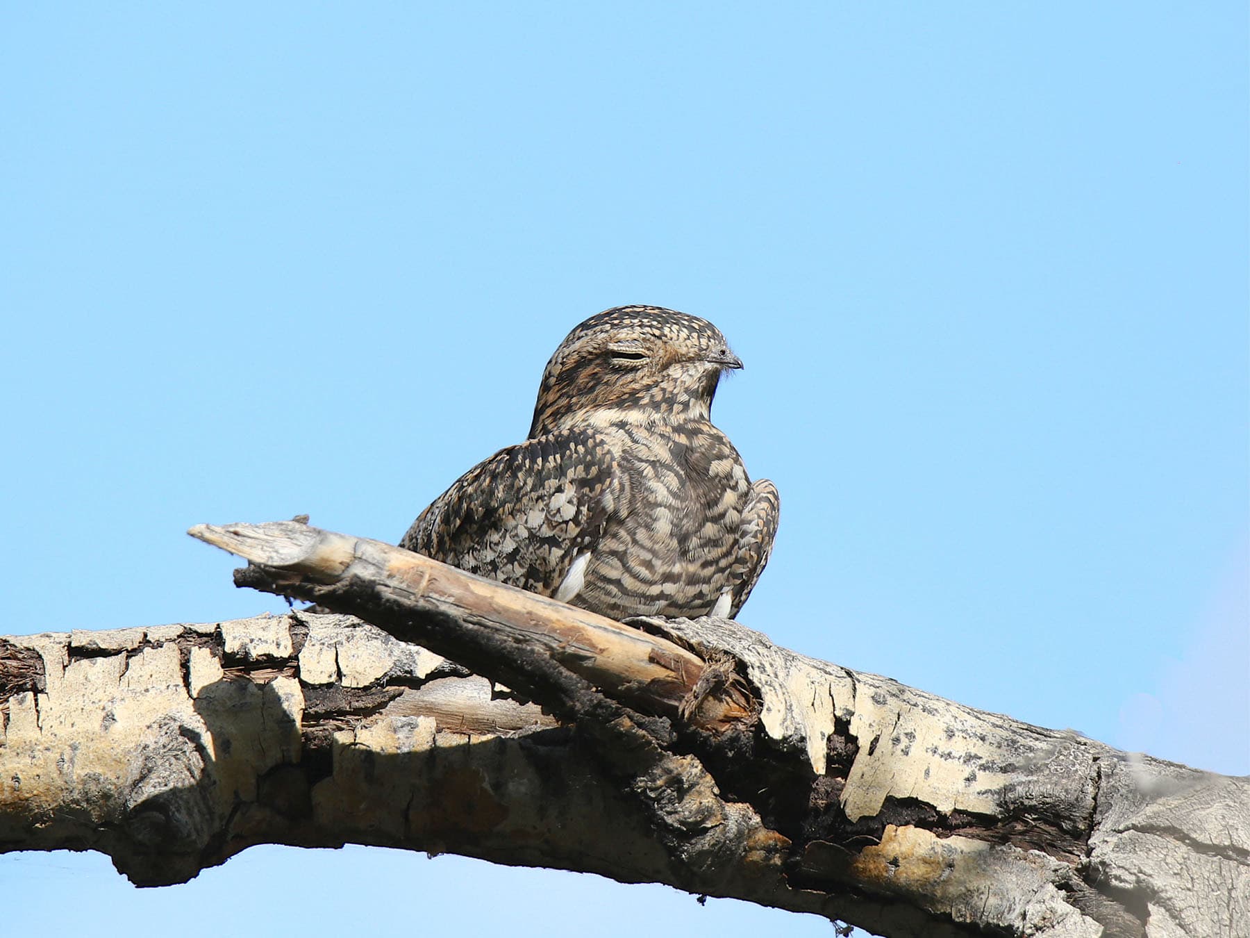 Common poorwill resting on branch