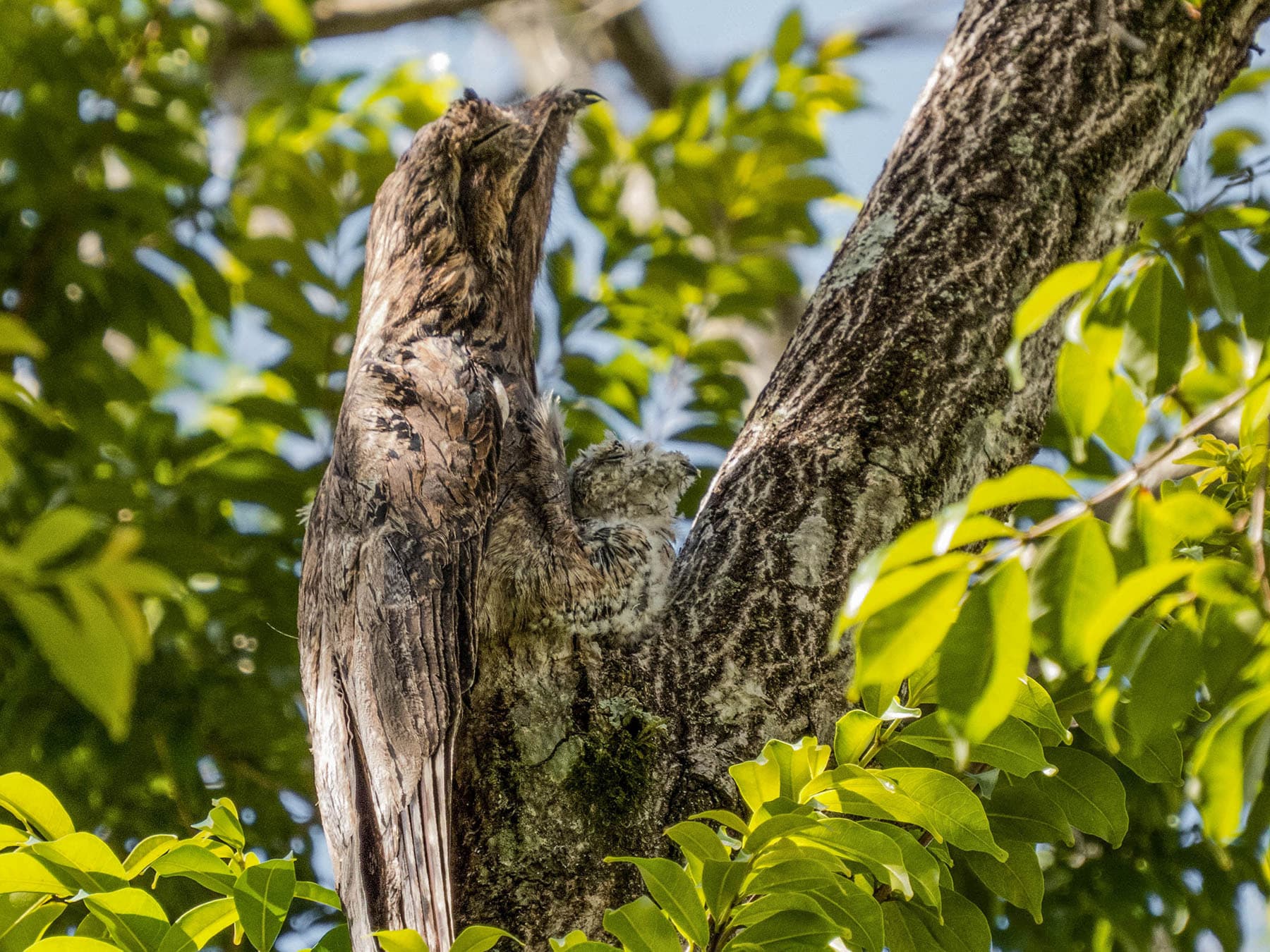 Common Potoo camouflaged in a tree