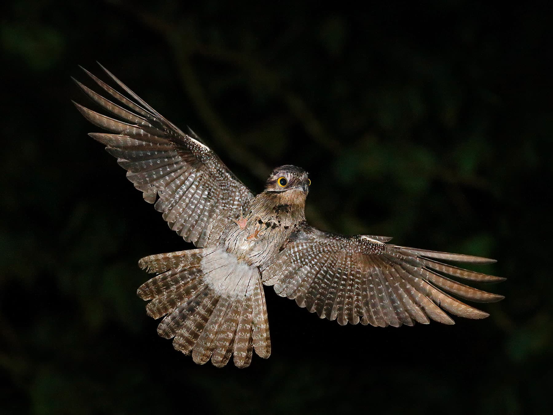Common Potoo in flight
