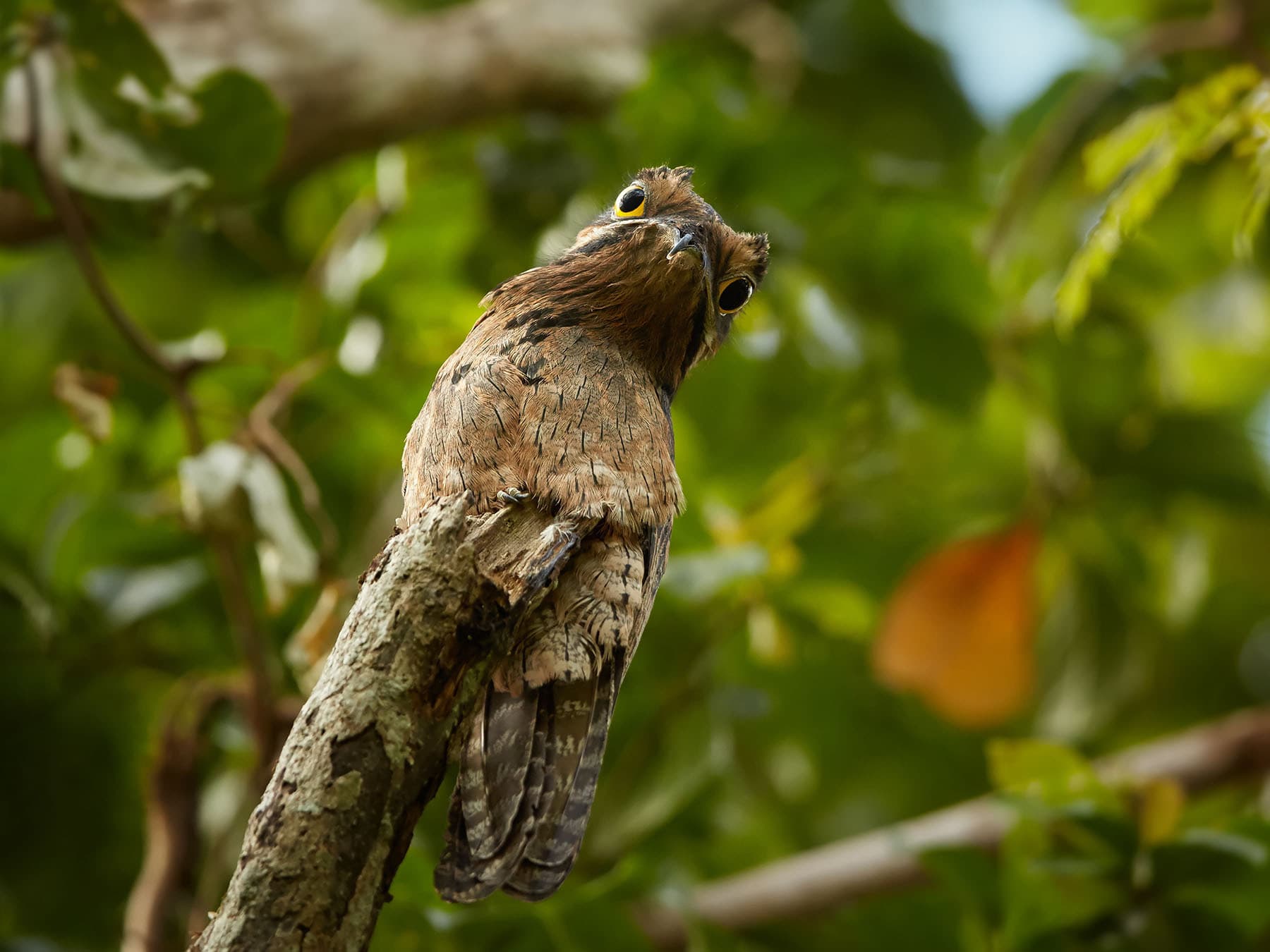 Common Potoo perched on a branch