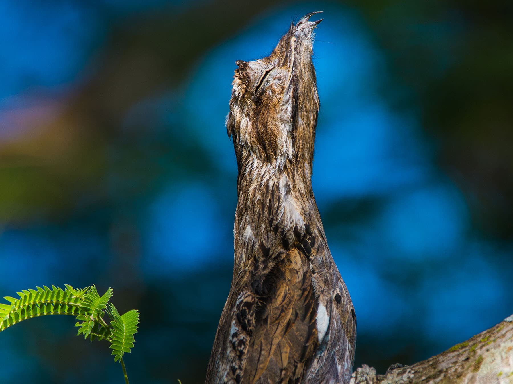 Close up portrait of a Common Potoo