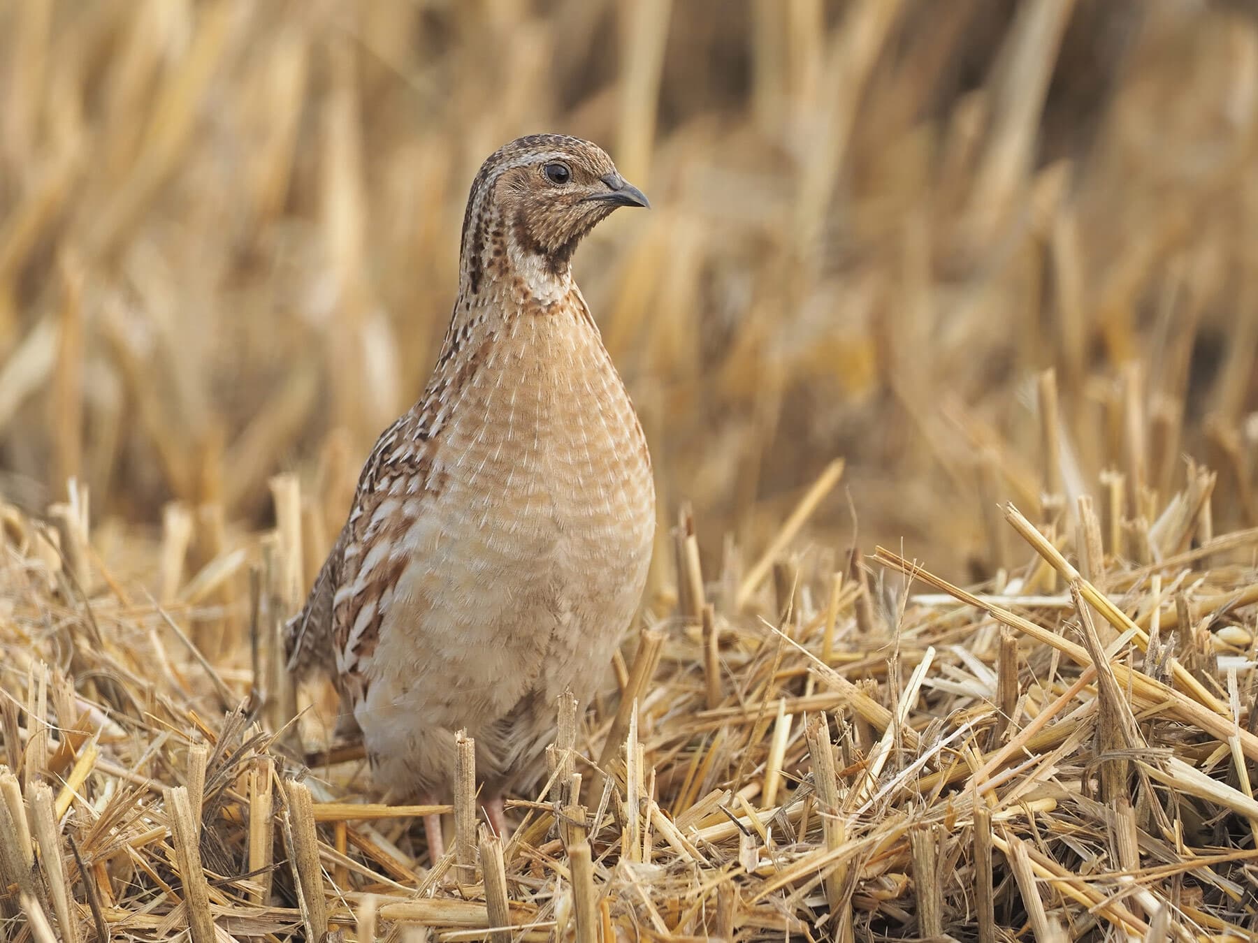 Common quail diet
