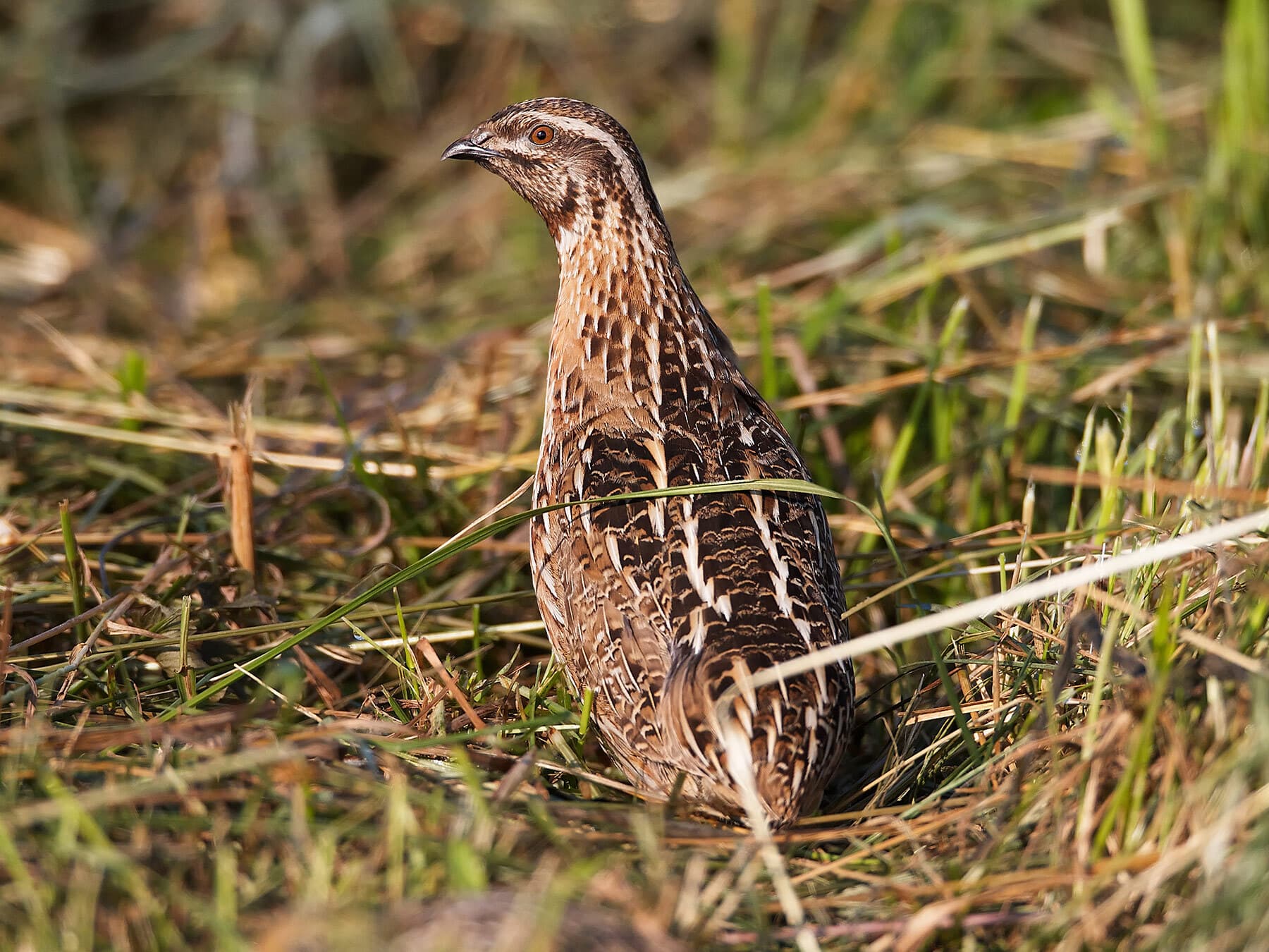 Common quail lifespan