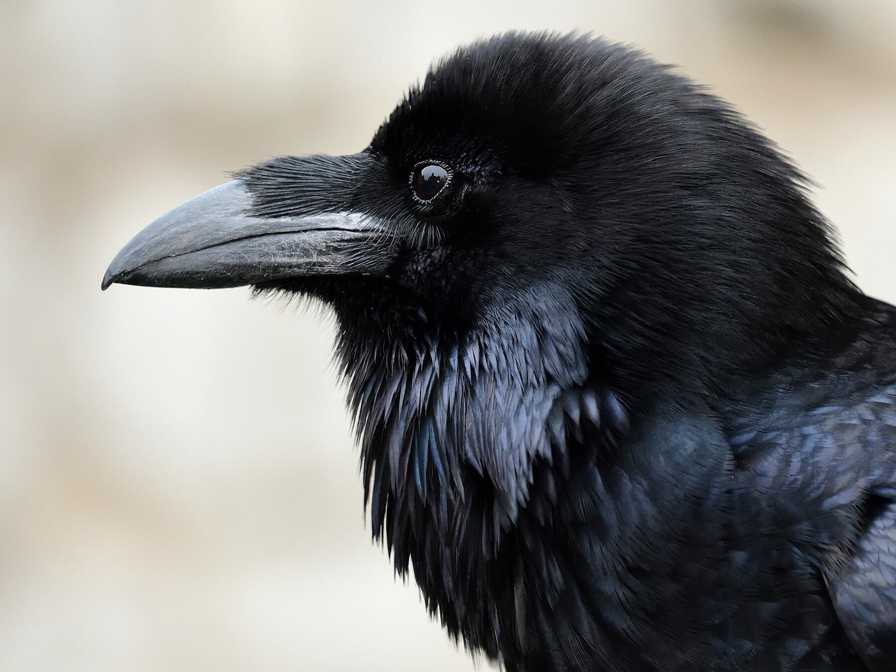 Common Raven close up portrait