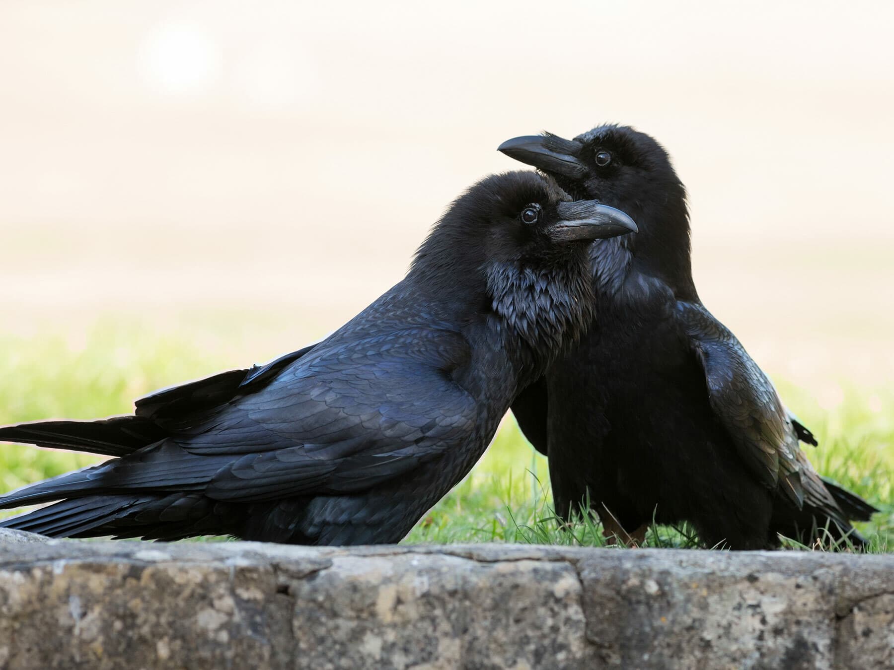 Breeding pair of Common Ravens
