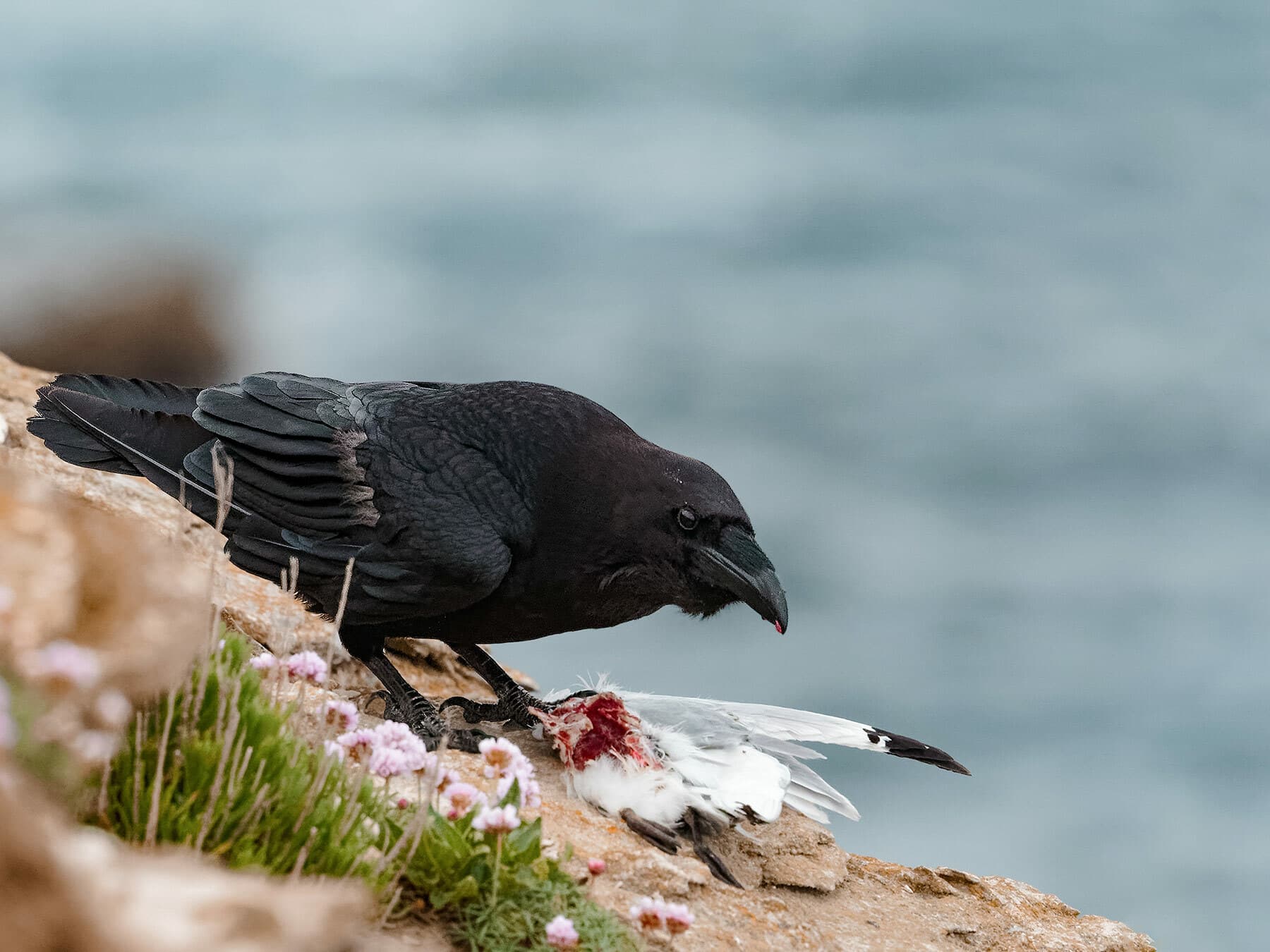 Common Raven eating