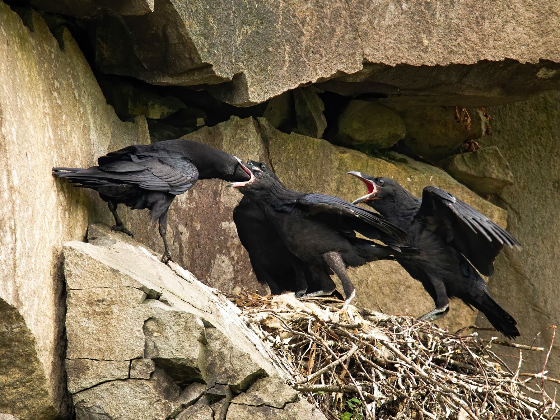 Common Raven feeding chicks
