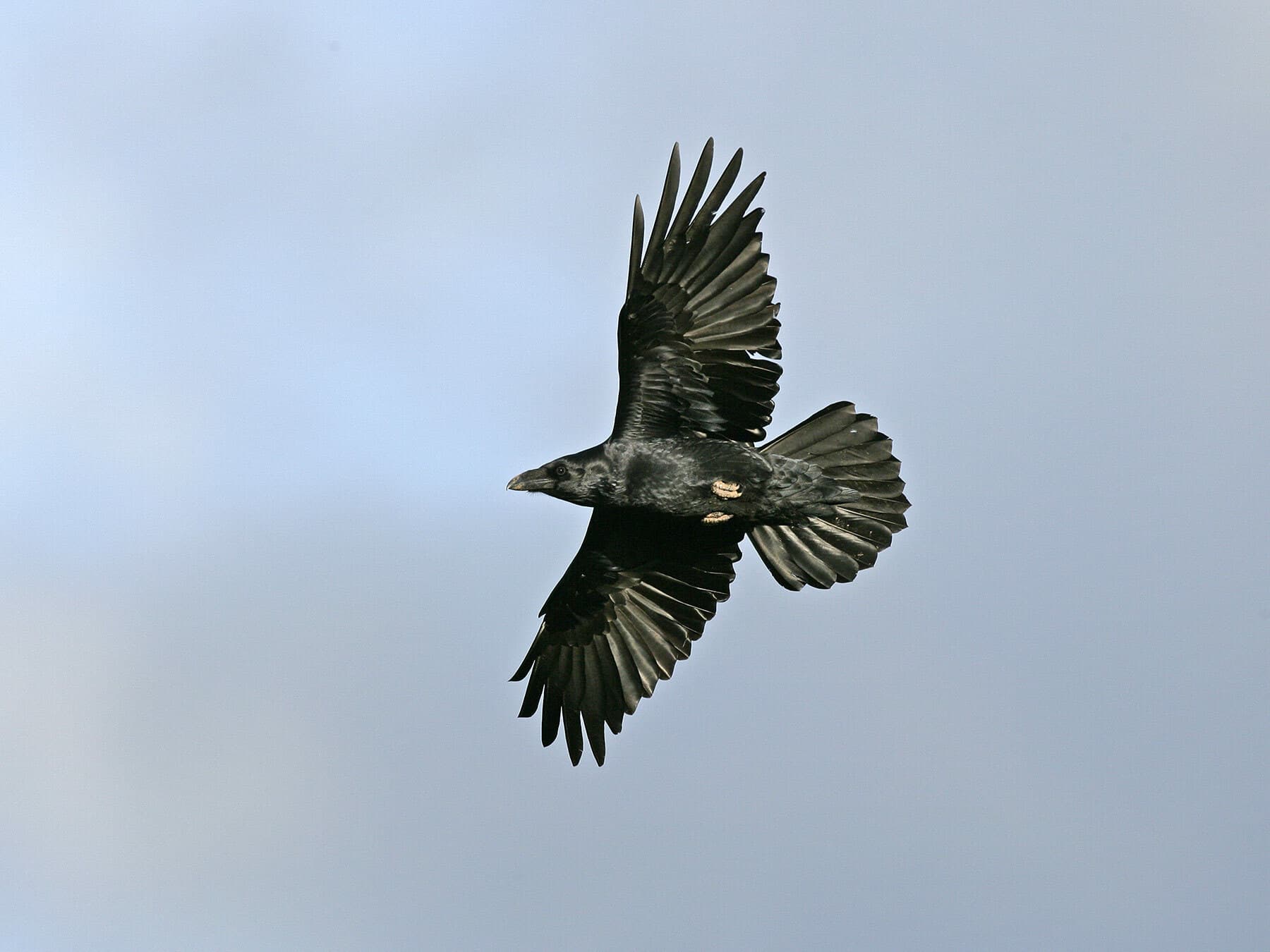 Common Raven in flight