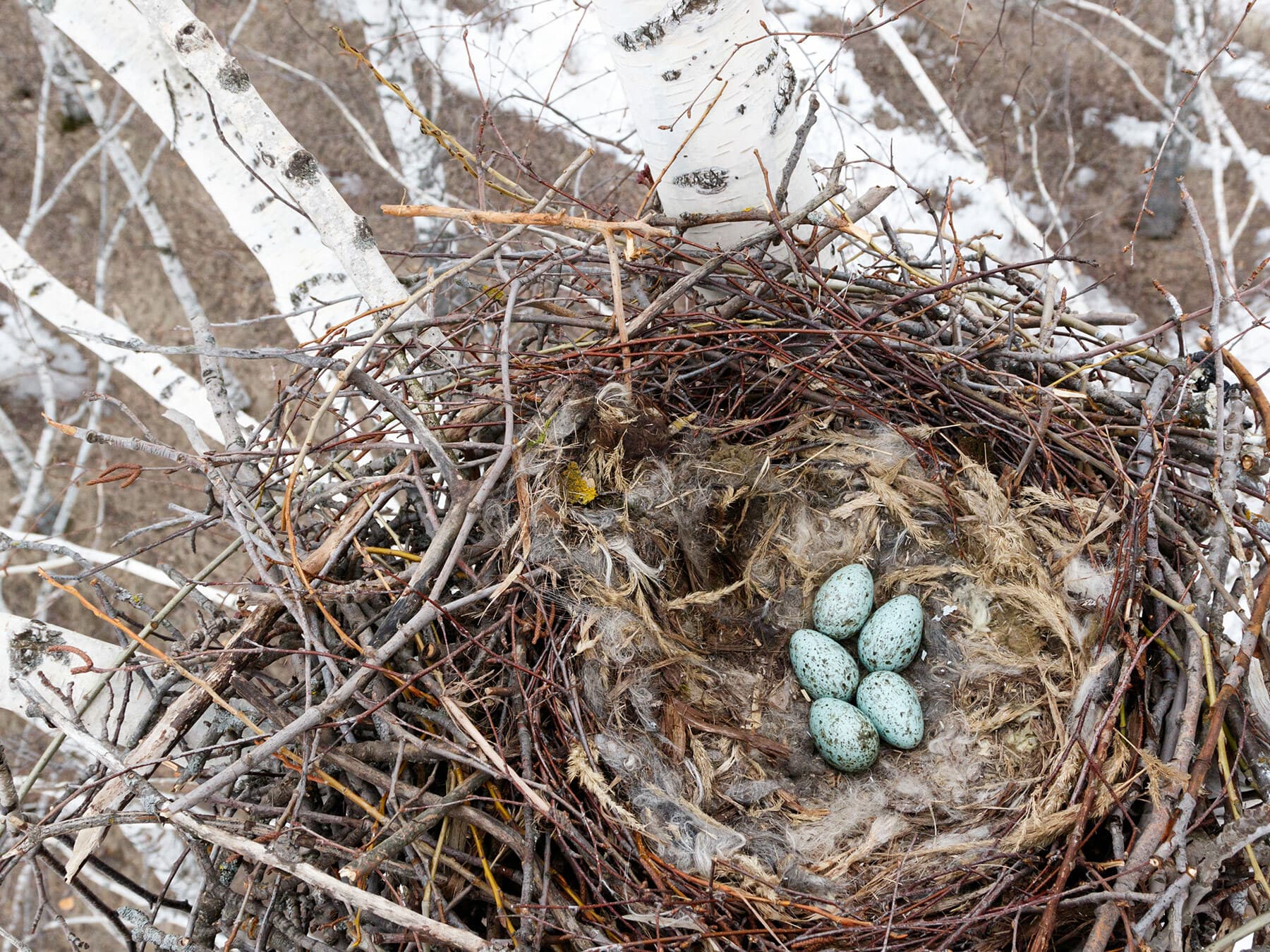 The nest and eggs of a Common Raven