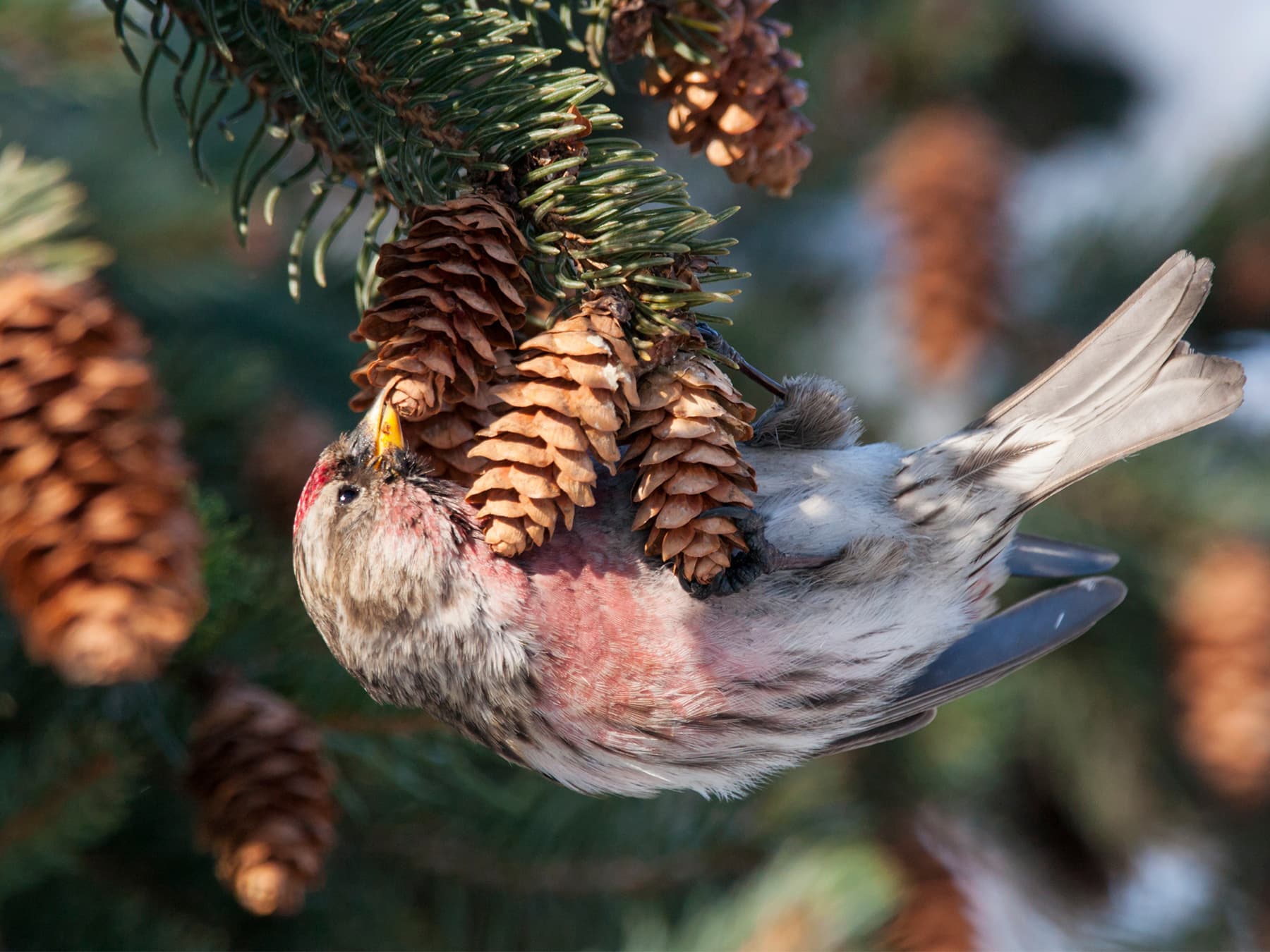 Common Redpoll eating cone seeds from a fir tree