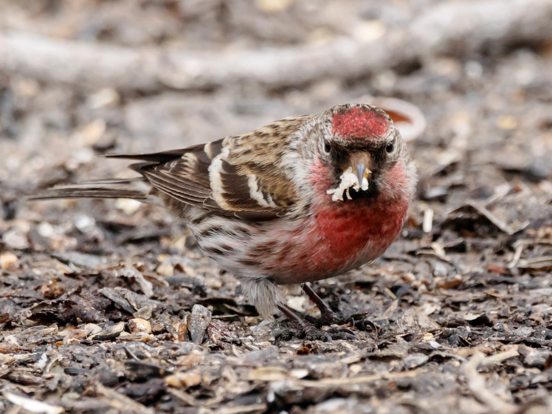Common Redpoll feeding on the ground