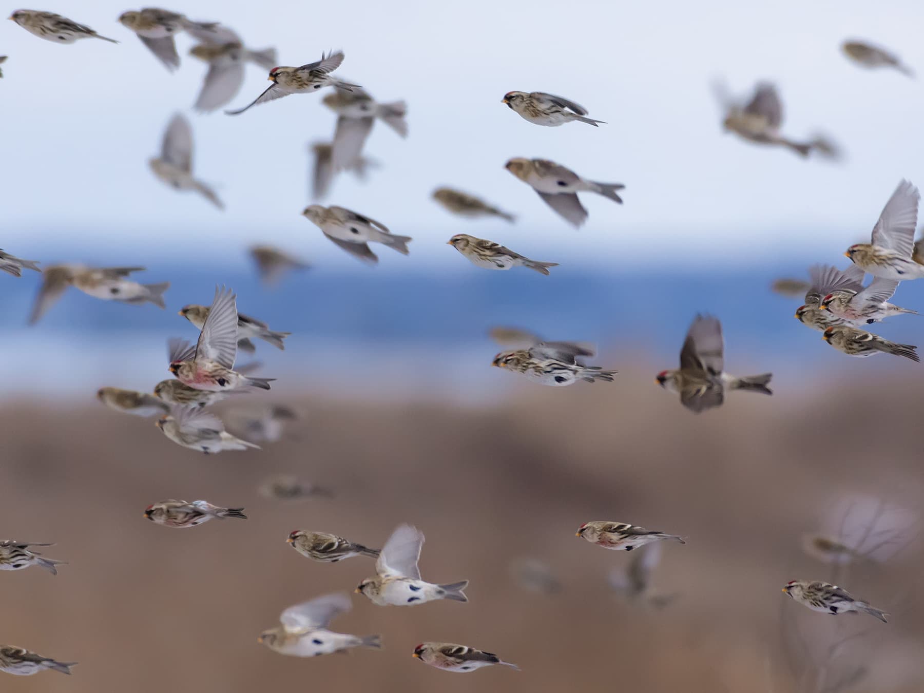 Flock of Common Redpolls in-flight