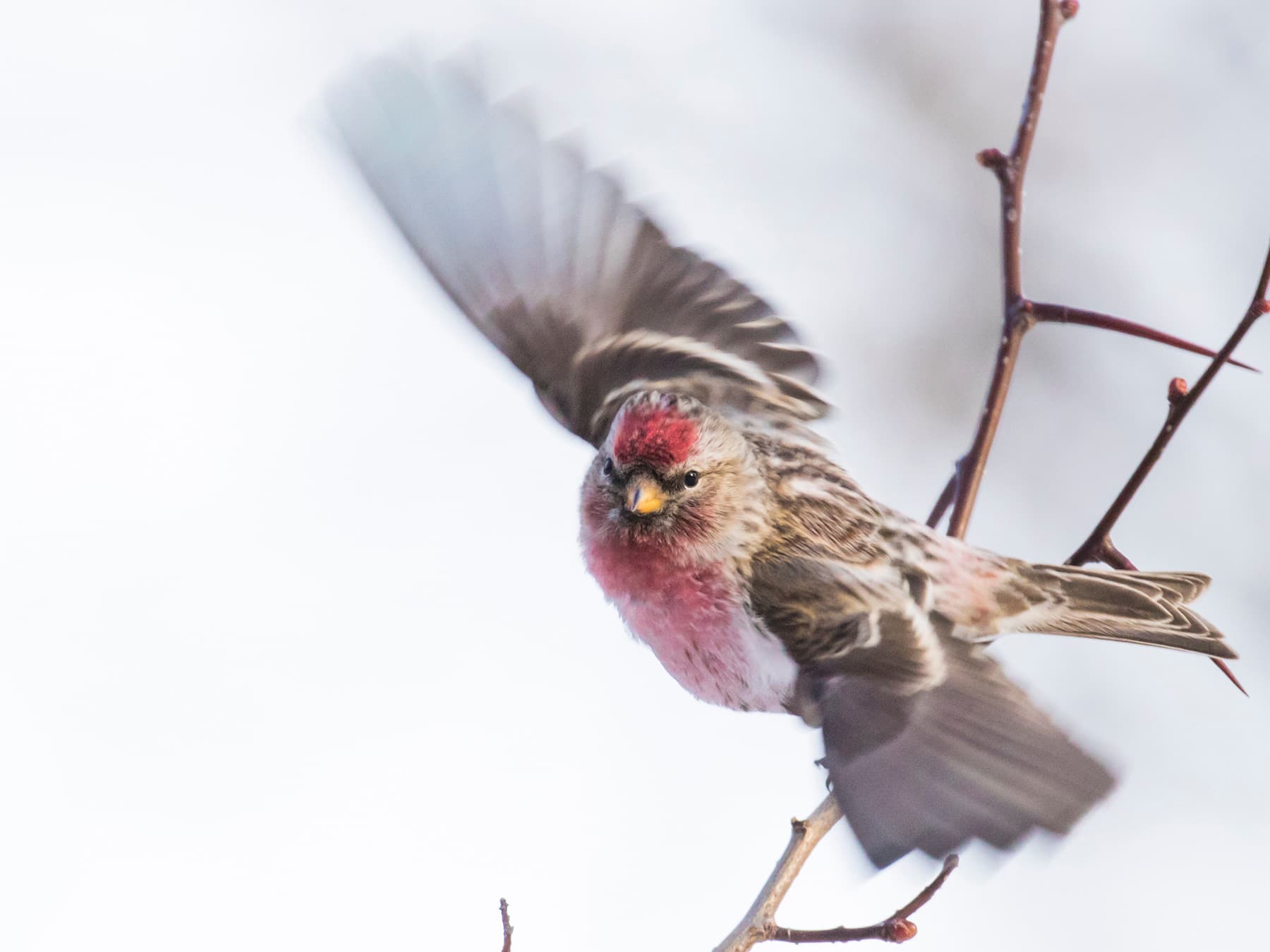 Common Redpoll in-flight