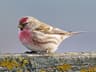 Common Redpoll