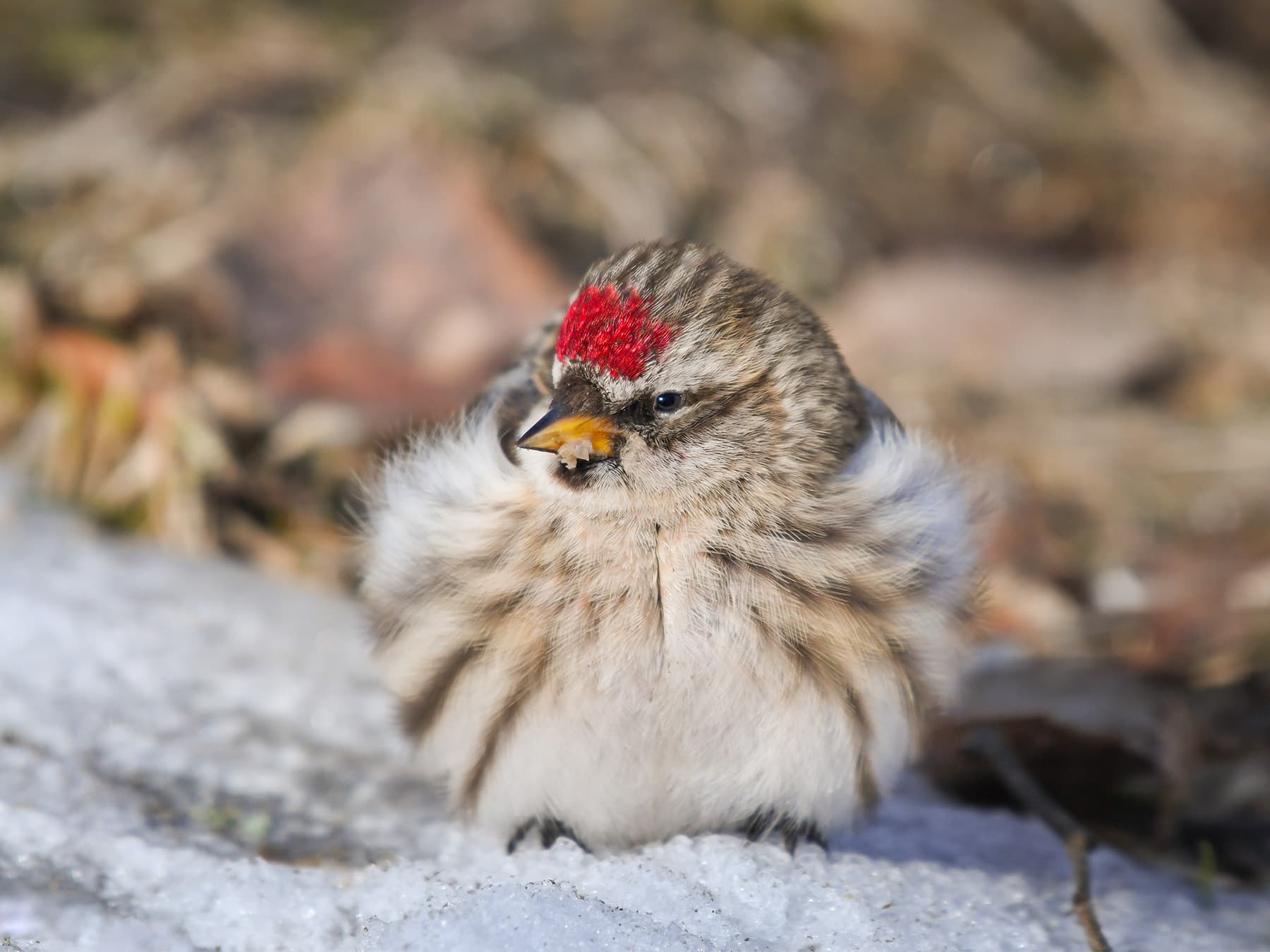 Common Redpoll during the winter