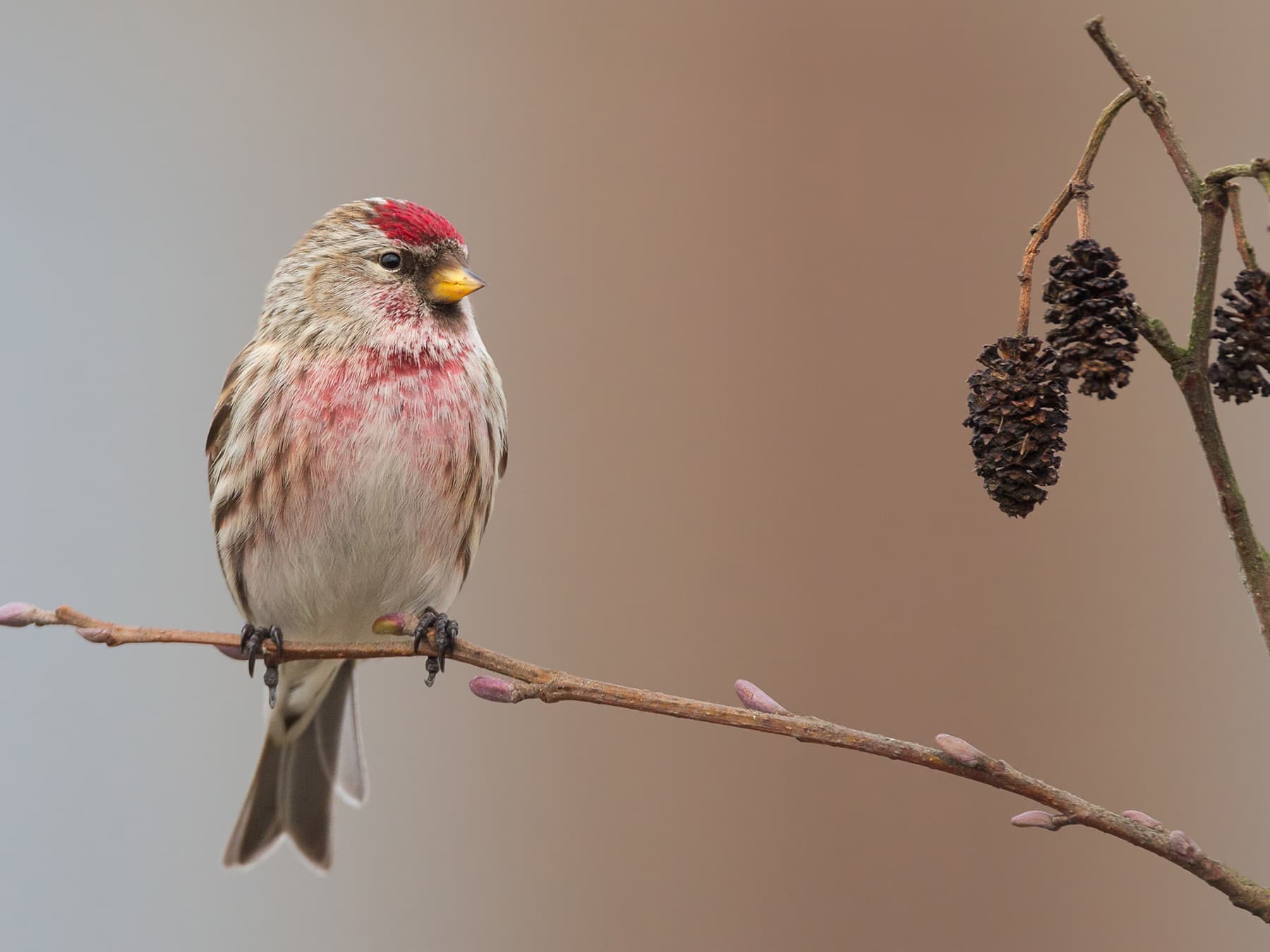Common Redpoll perching on a branch