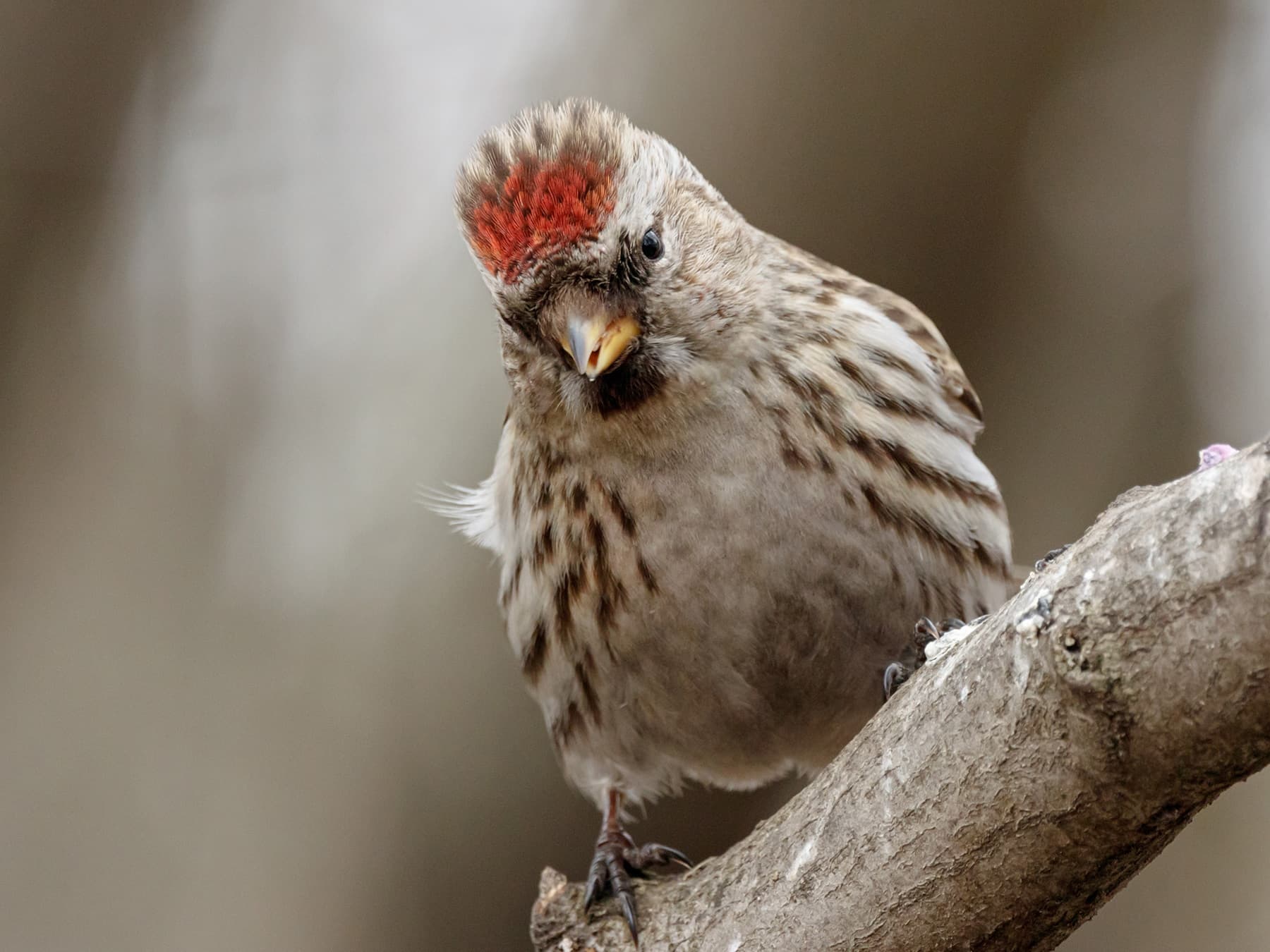 Common Redpoll perching on a branch