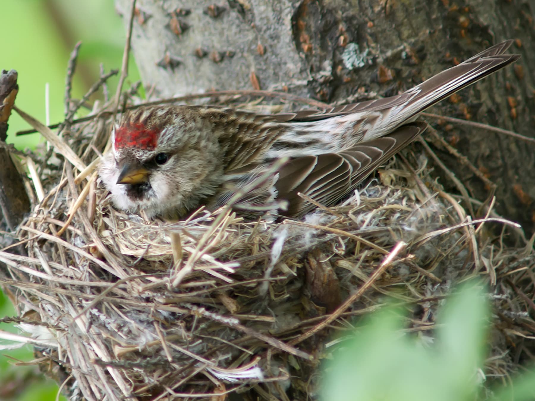 Common Redpoll sitting on its nest