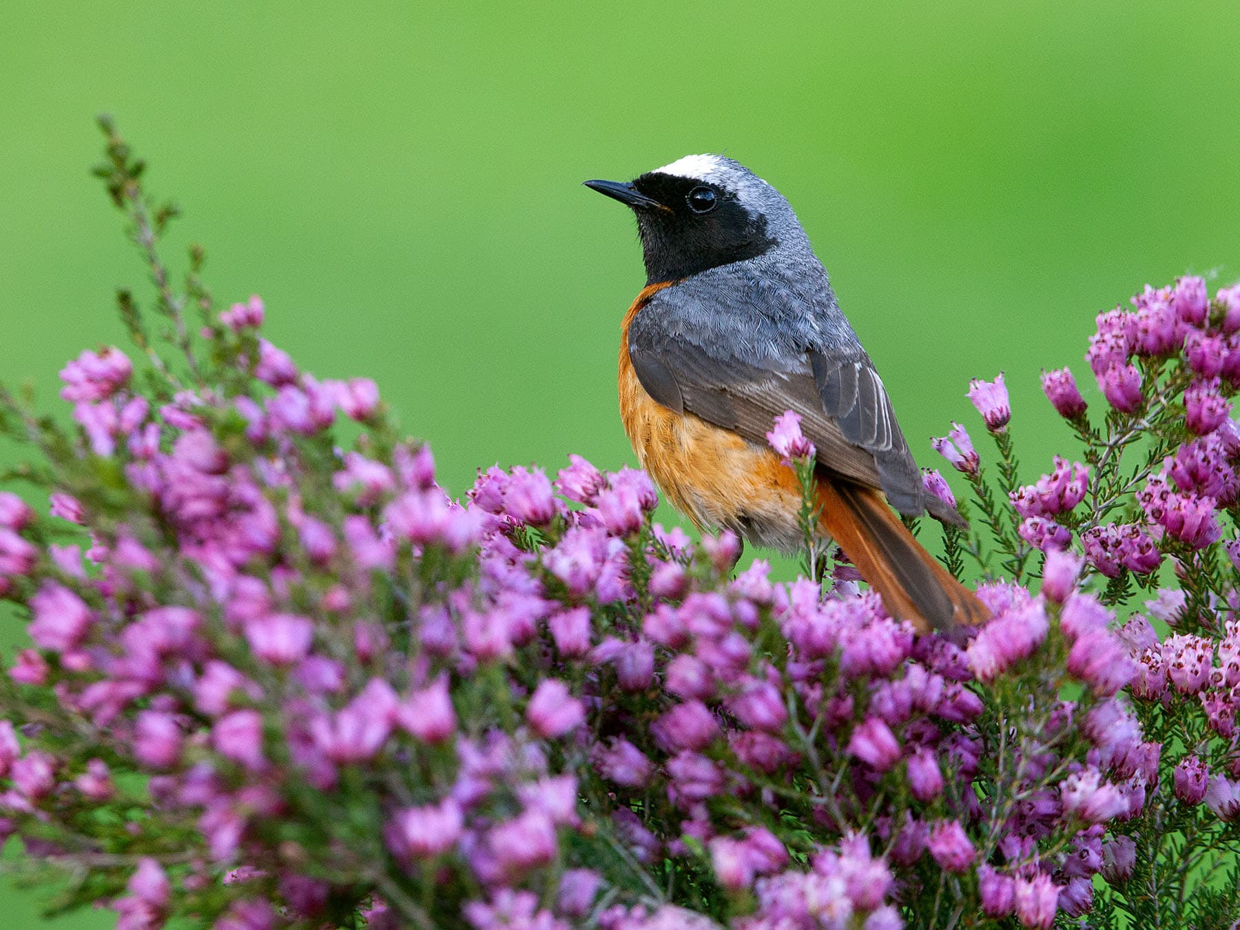 Redstarts are rarely seen at ground level
