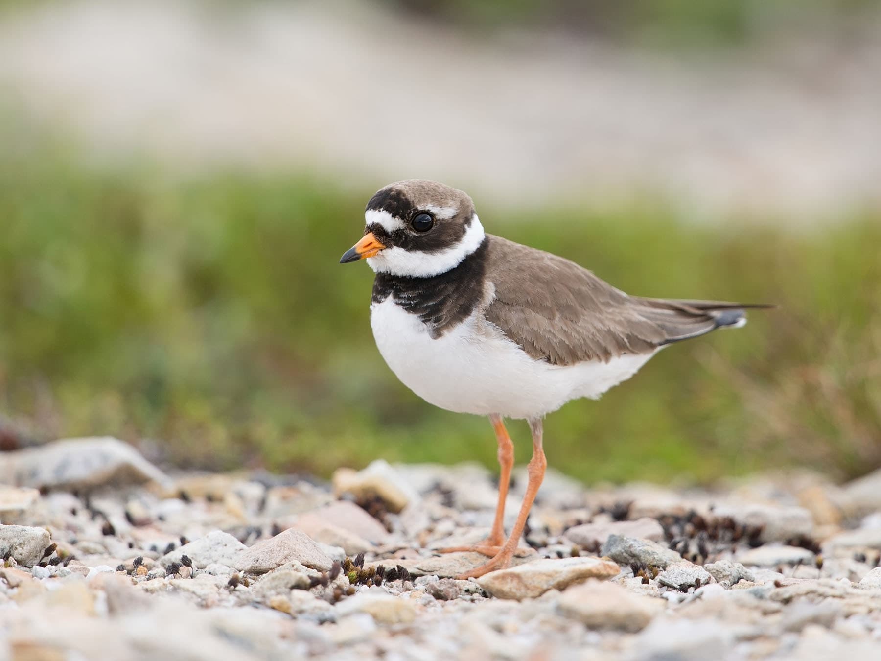 Common Ringed Plover foraging for food in the tundra