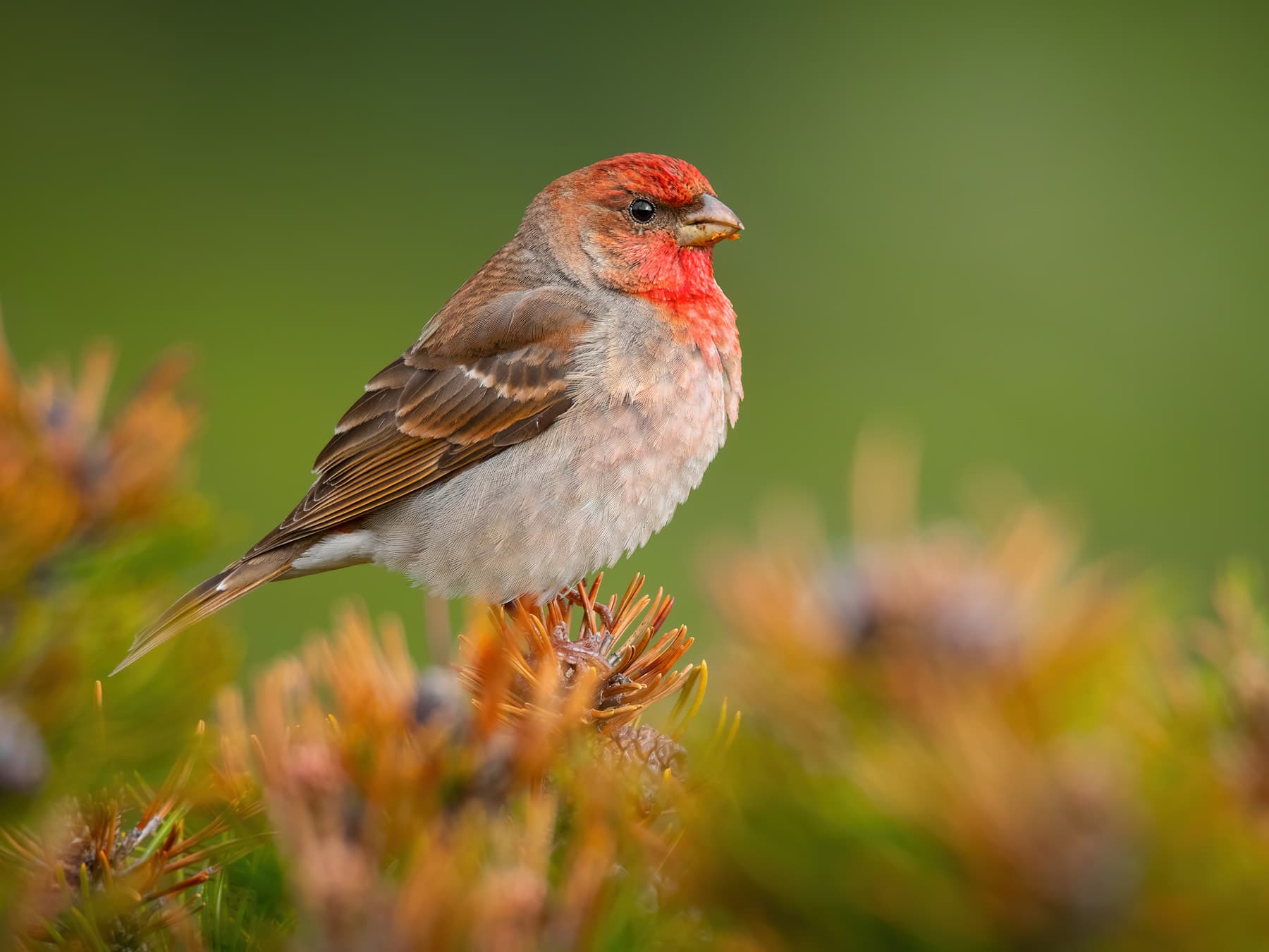 Close up of a male Rosefinch