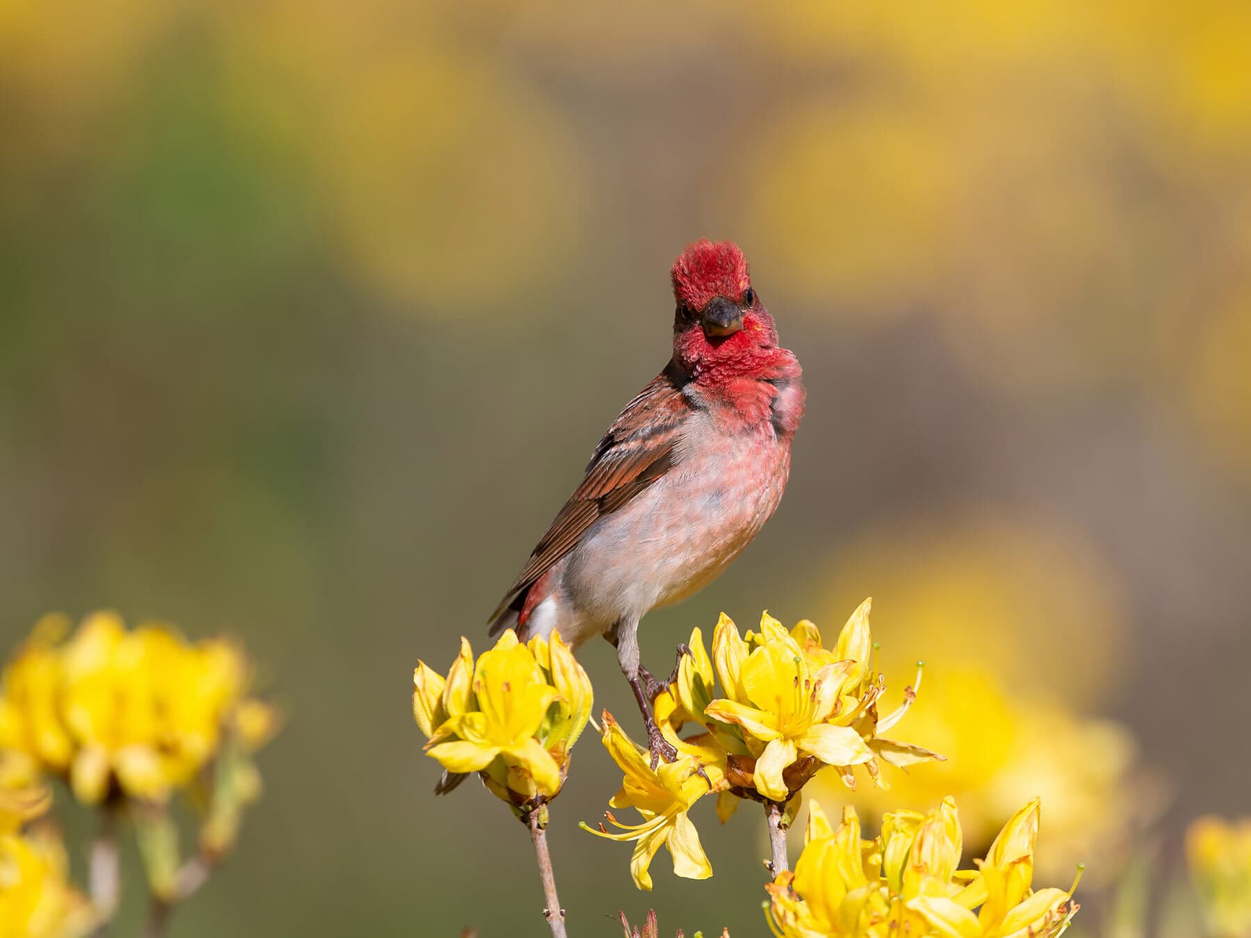 Rosefinch male perched on top of a yellow flower
