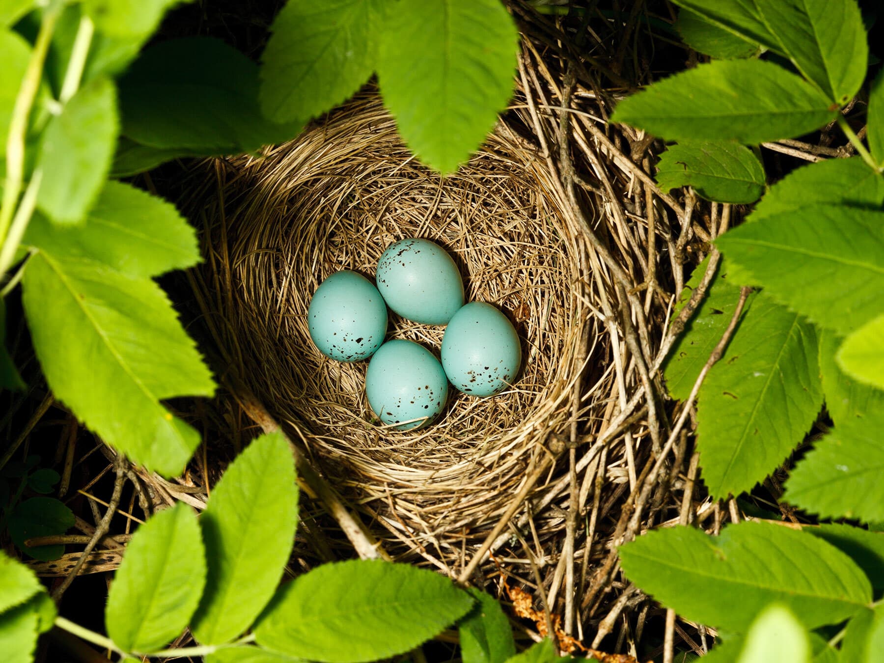 The nest of a common rosefinch with four blue eggs inside