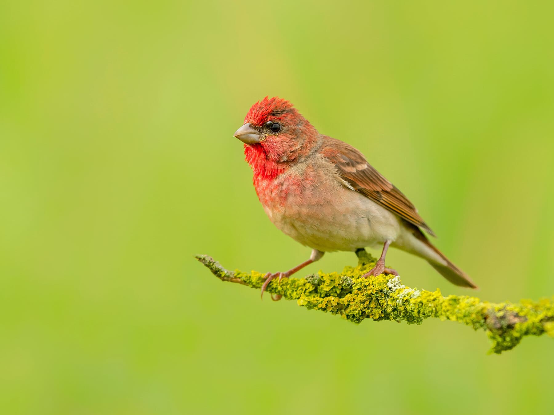 Common Rosefinch perched on a branch