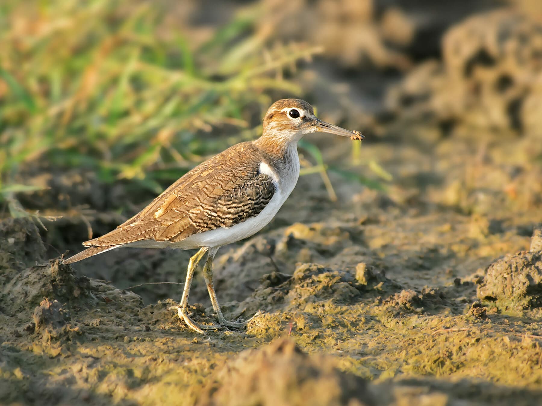 Common Sandpiper foraging for food