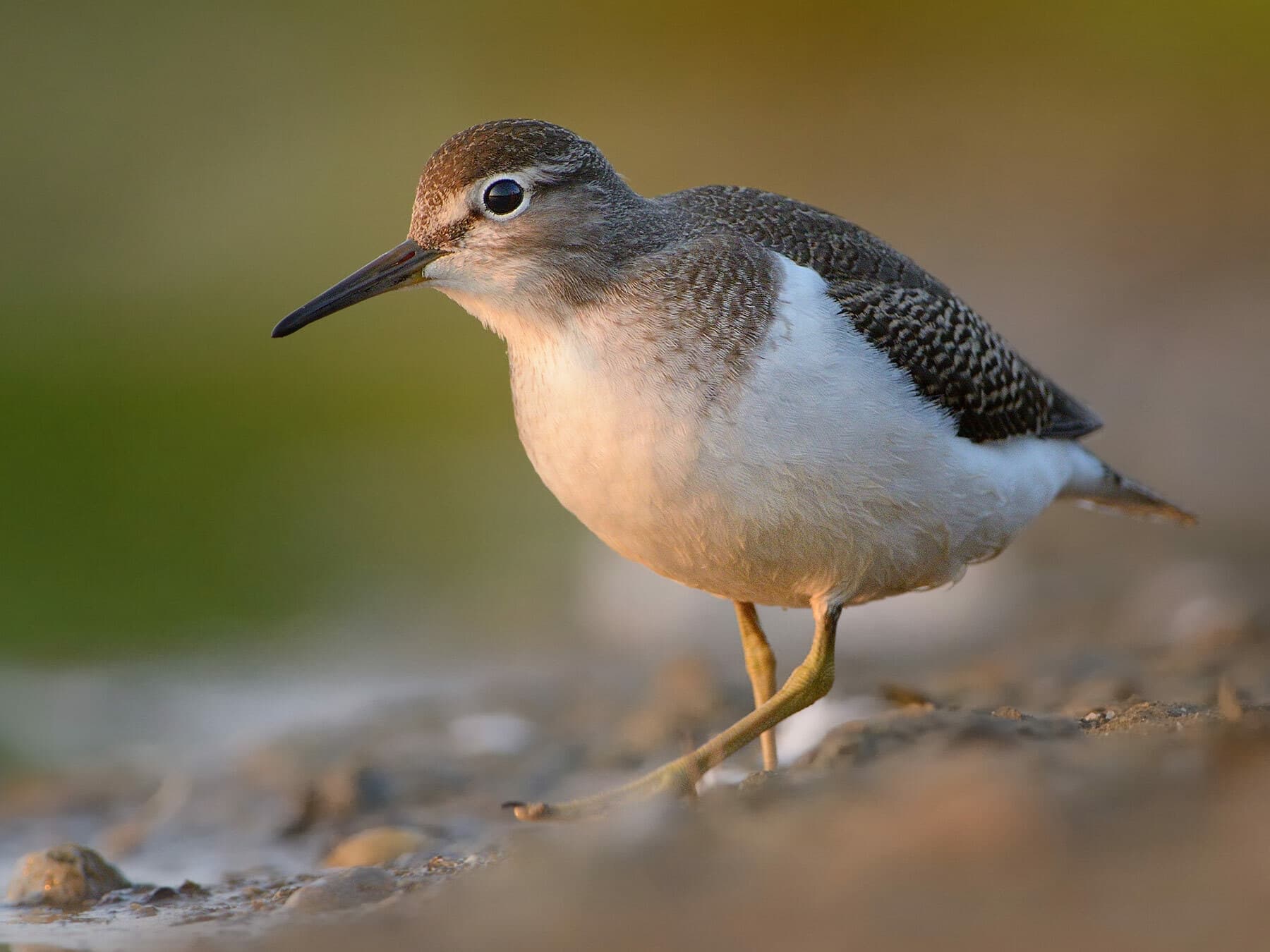 Eurasian Sandpiper
