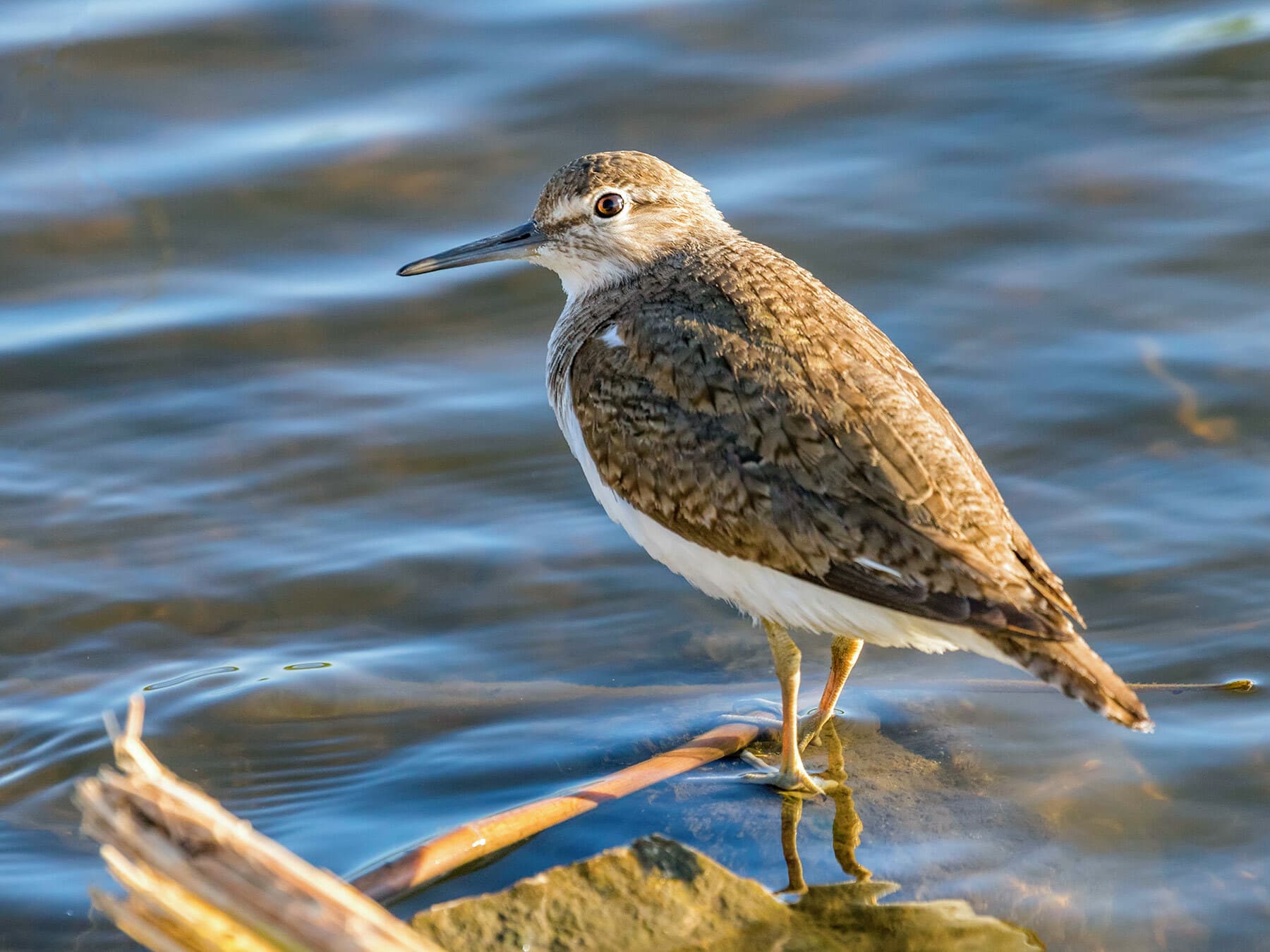 Common Sandpiper close up