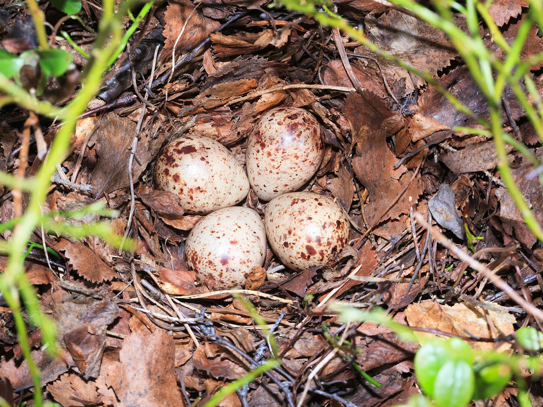 Common Sandpiper nest with eggs