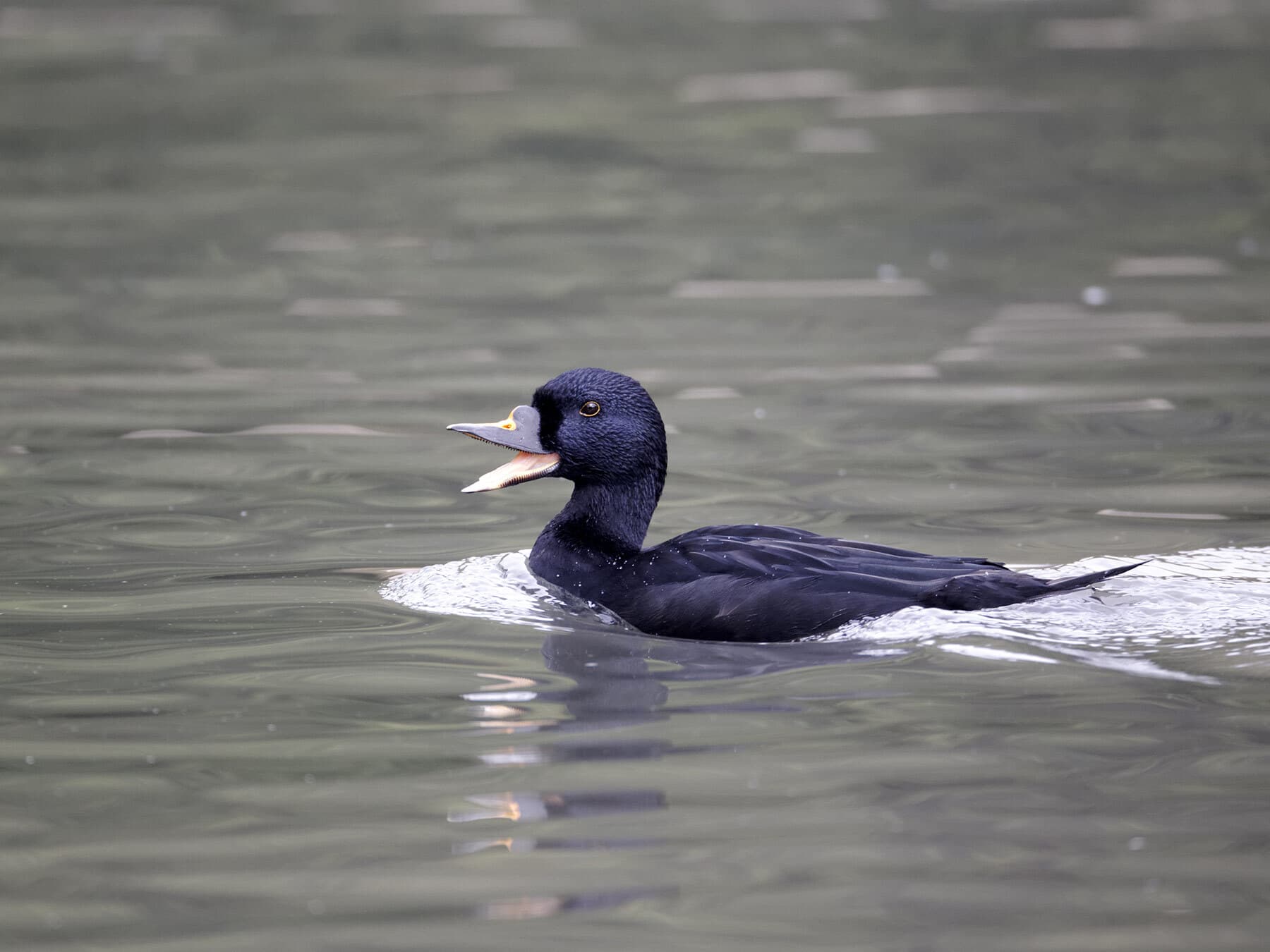Common Scoter calling in the water