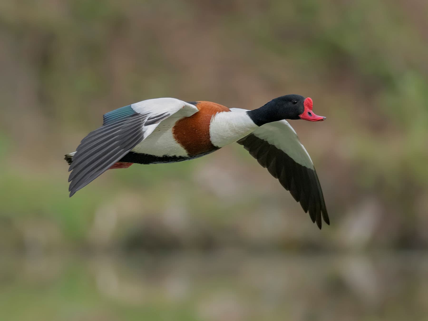 Common Shelduck in flight