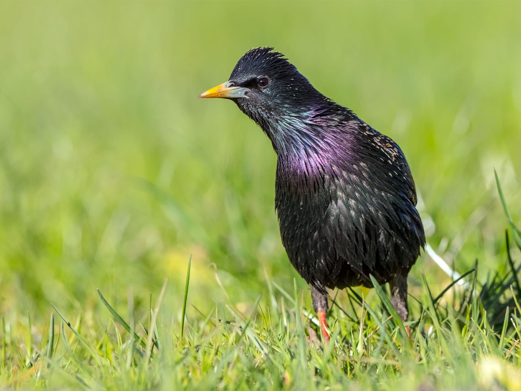 Common starling in spring