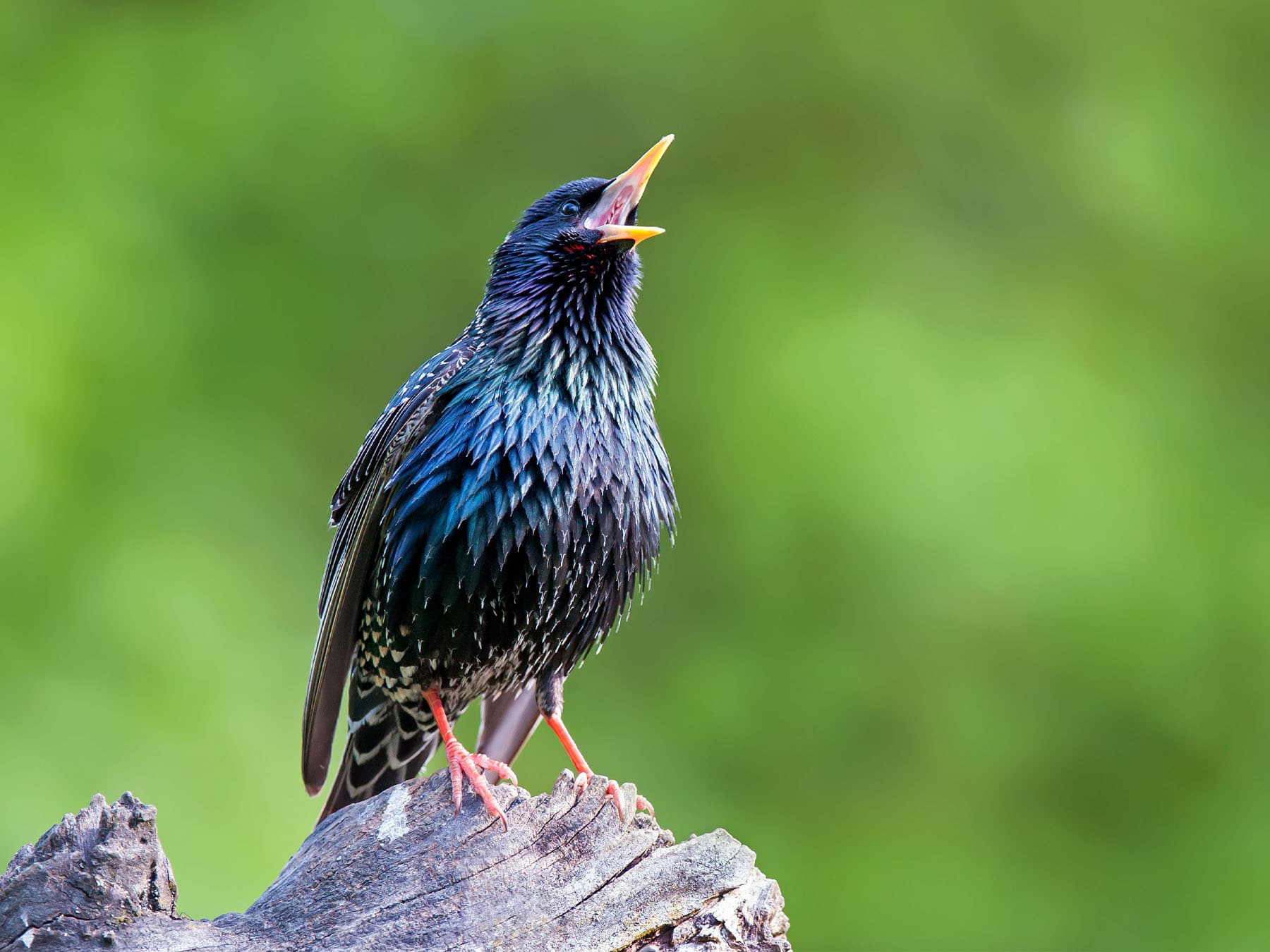 Common starling perched on tree stump singing