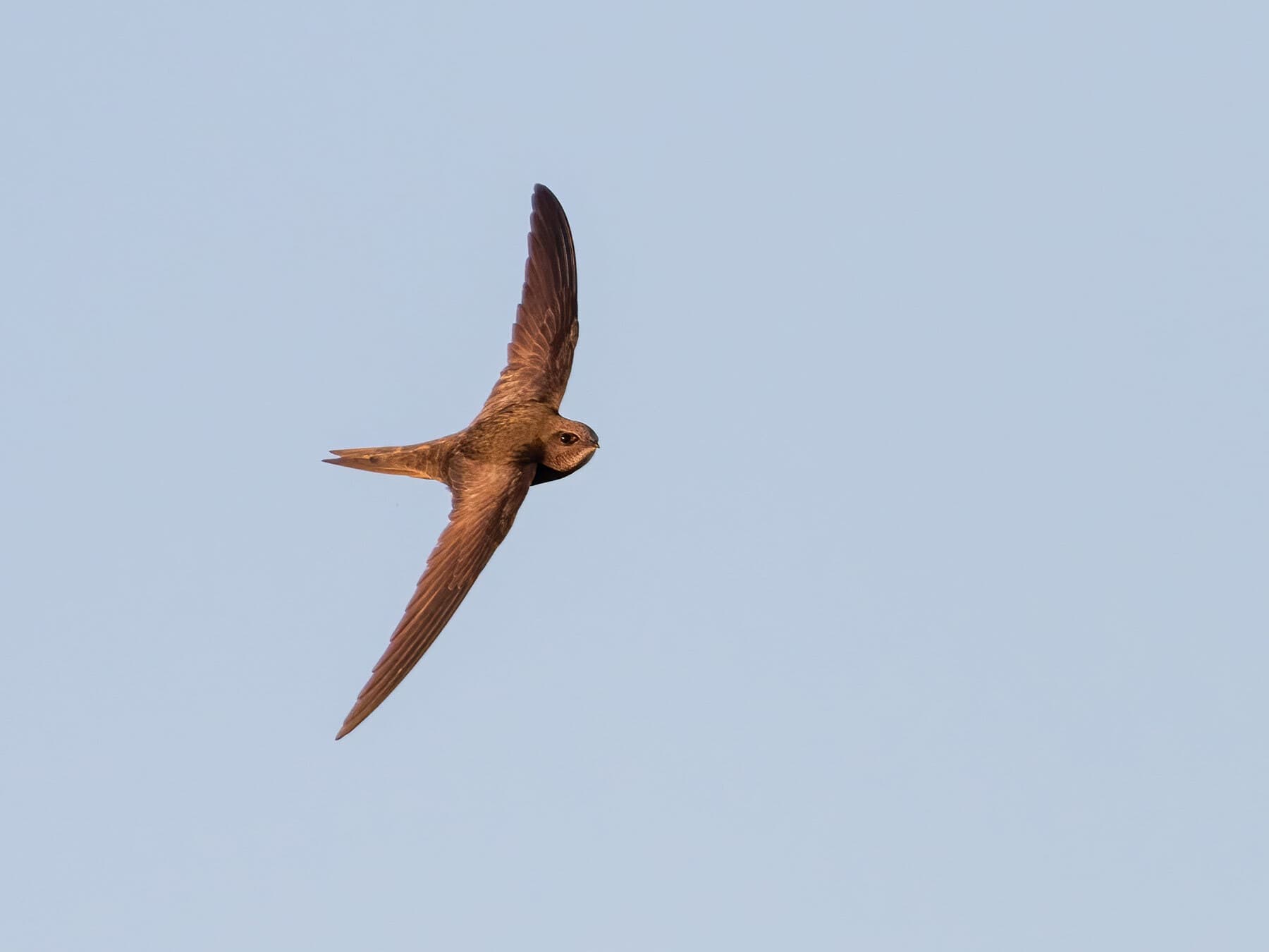 Common swift flight