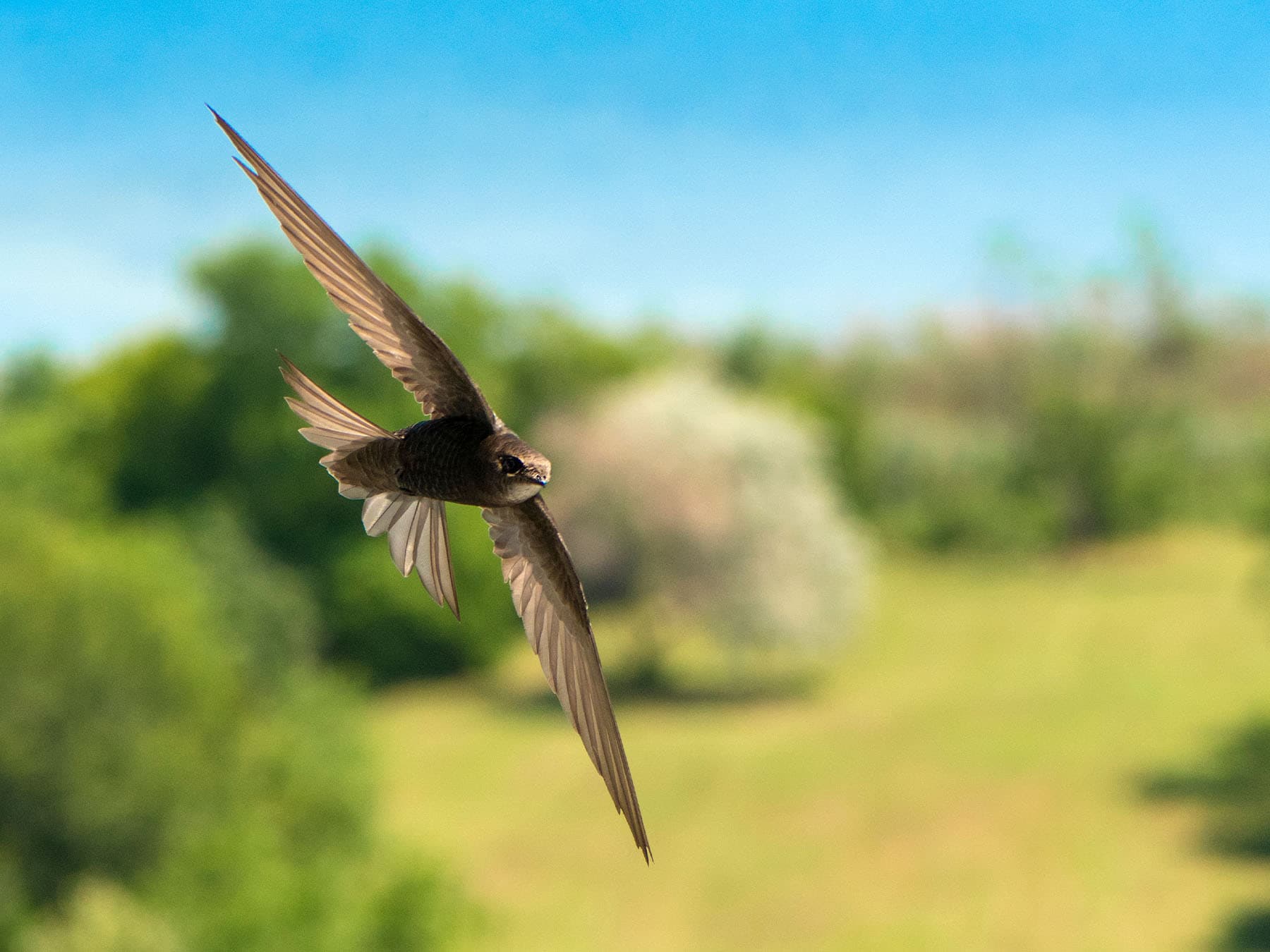 Common swift in flight over city park