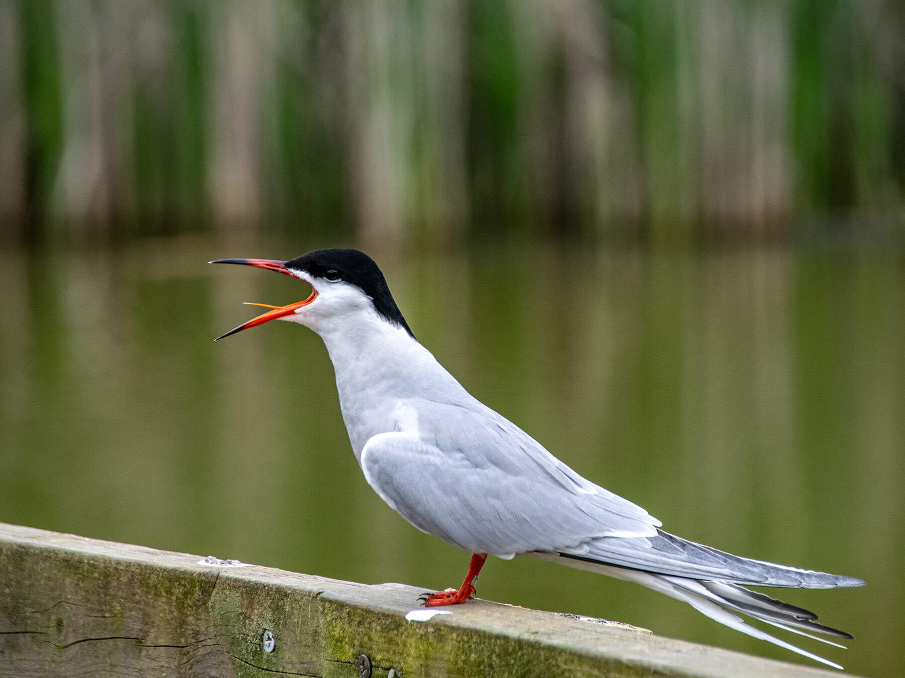 Common Tern calling