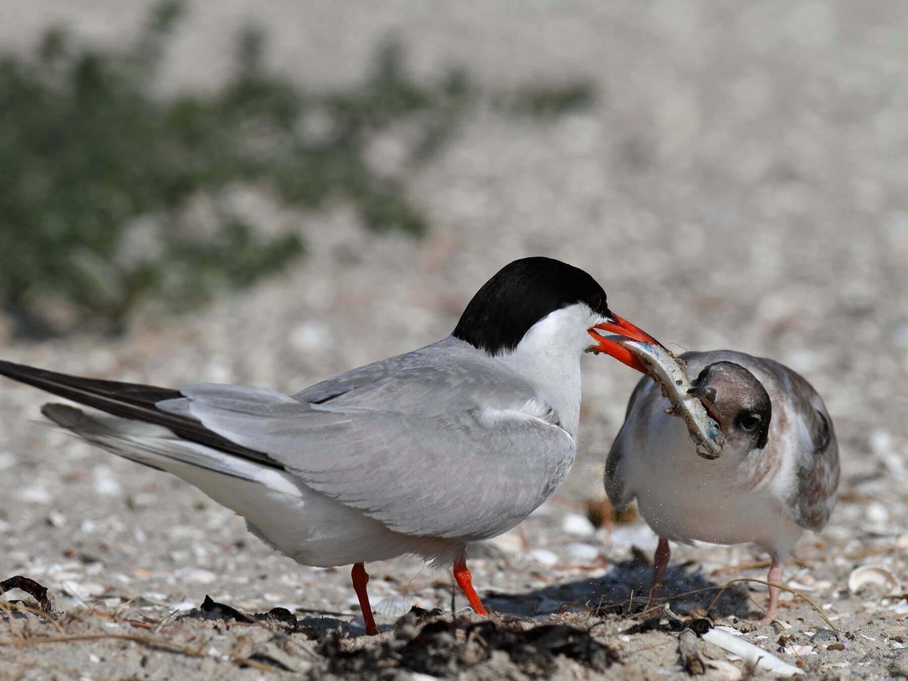 Common Tern feeding Juvenile