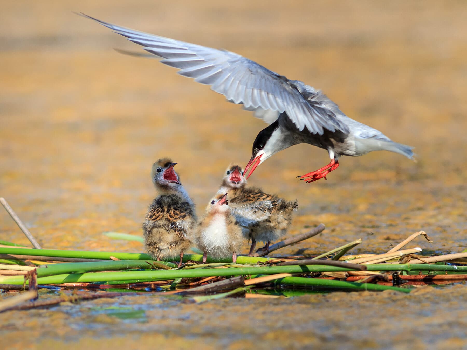 Common Tern feeding chicks