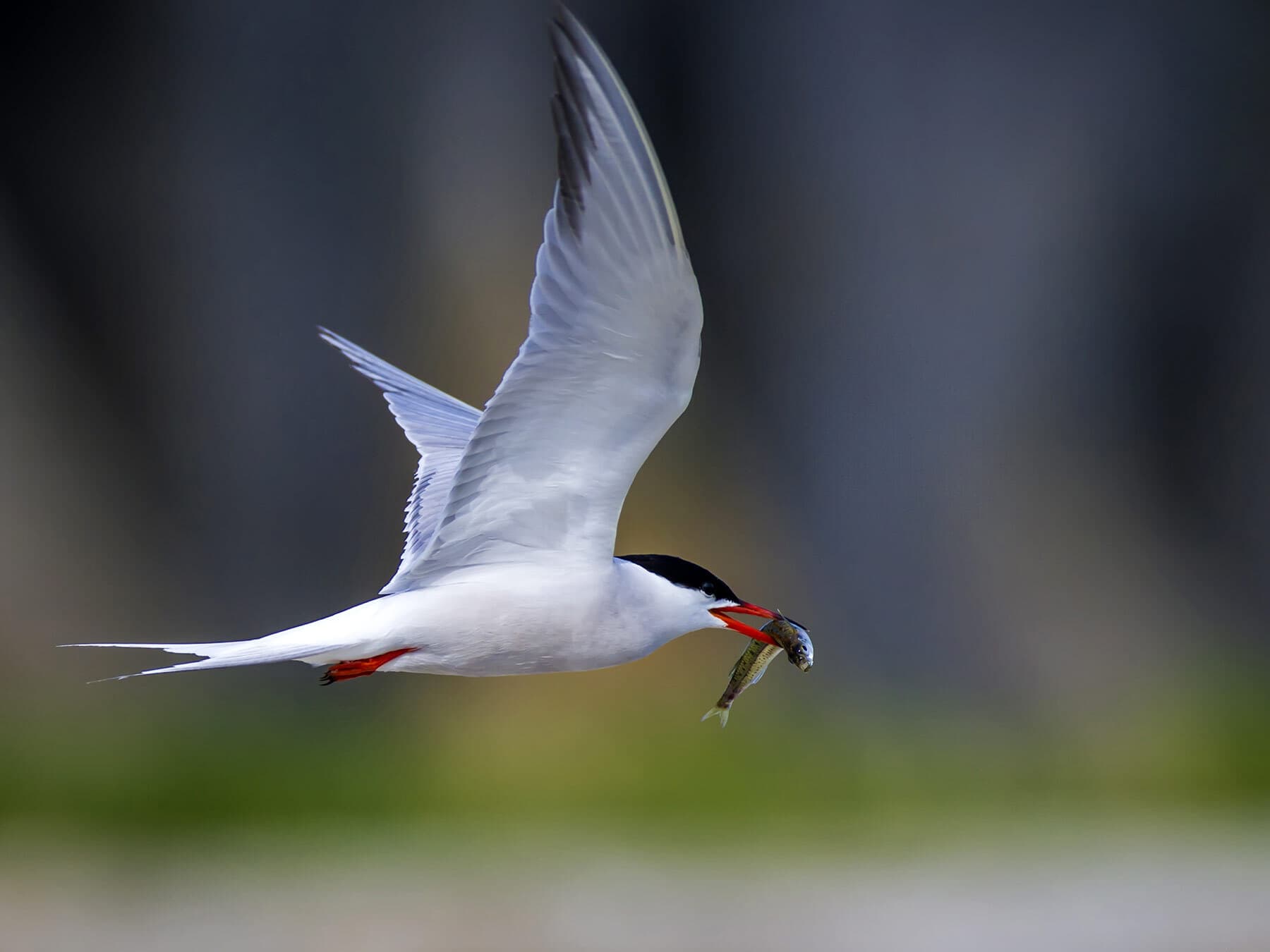 Common Tern in flight
