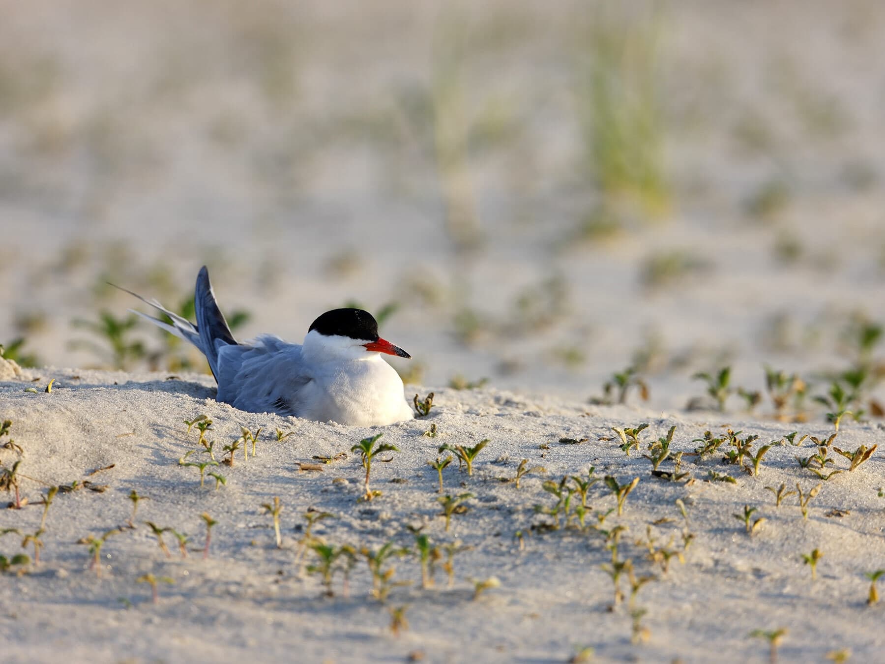 Common Tern sitting on nest built in the sand dunes