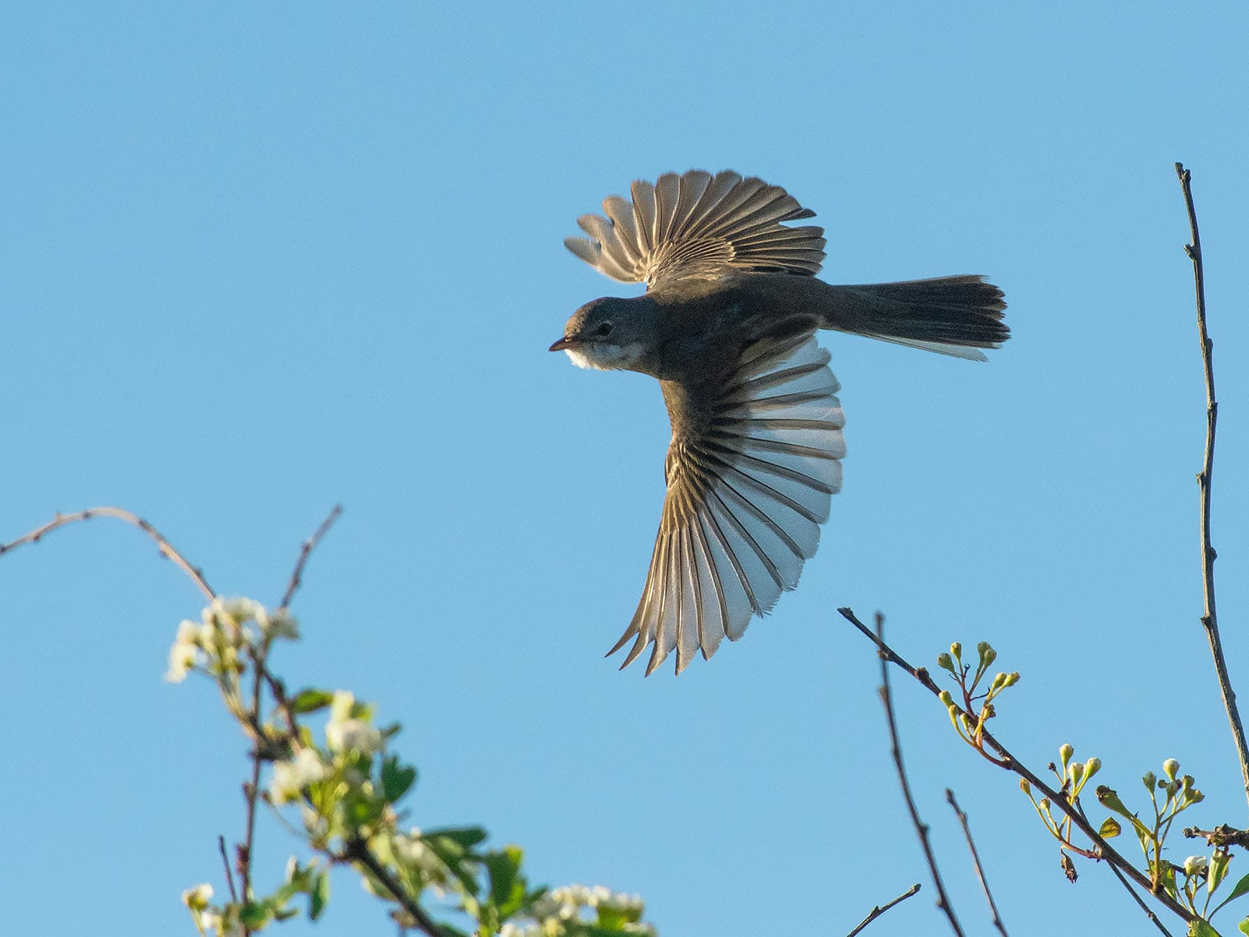 Common Whitethroat in flight