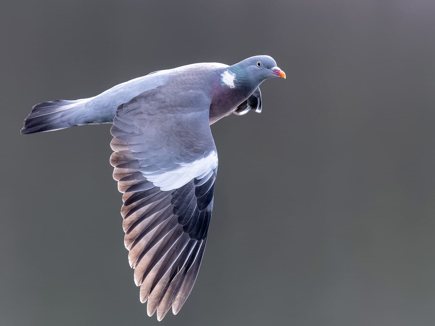 A Woodpigeon in flight, wings spread