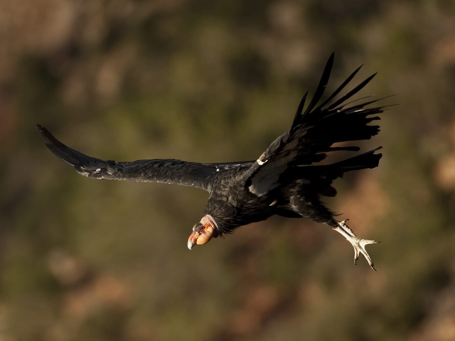 Condor diet