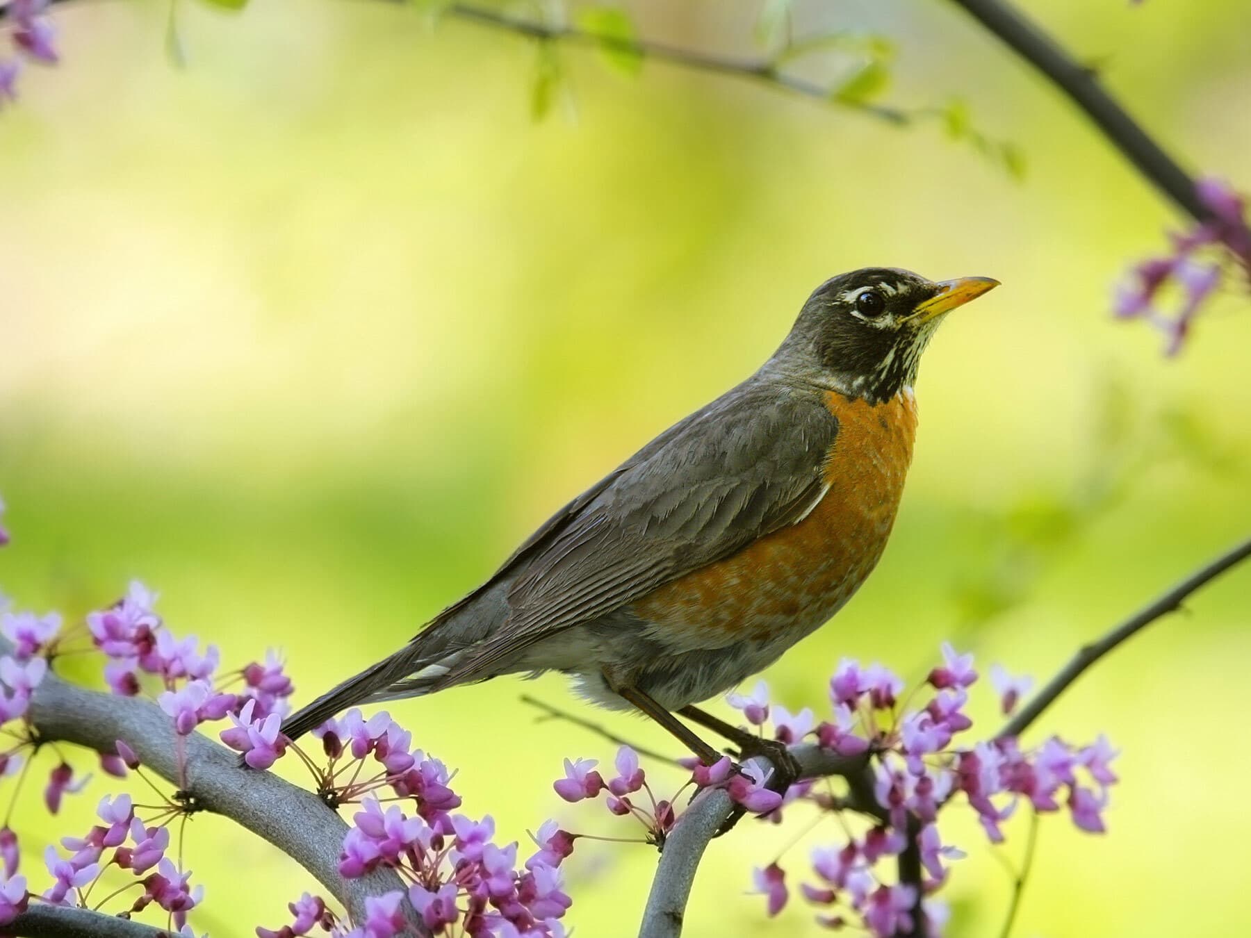 American Robin