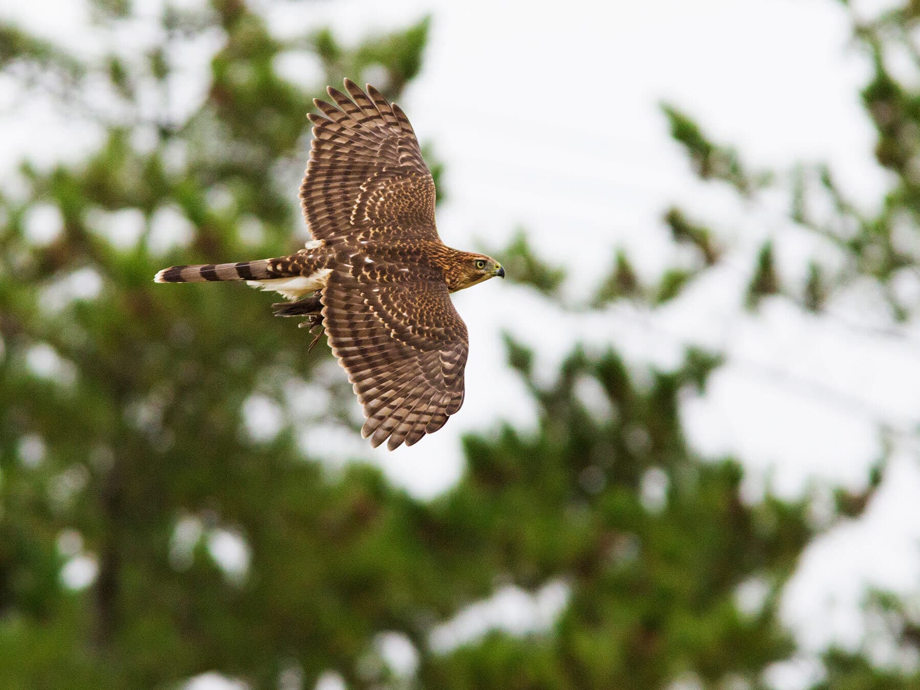 Coopers hawk flying